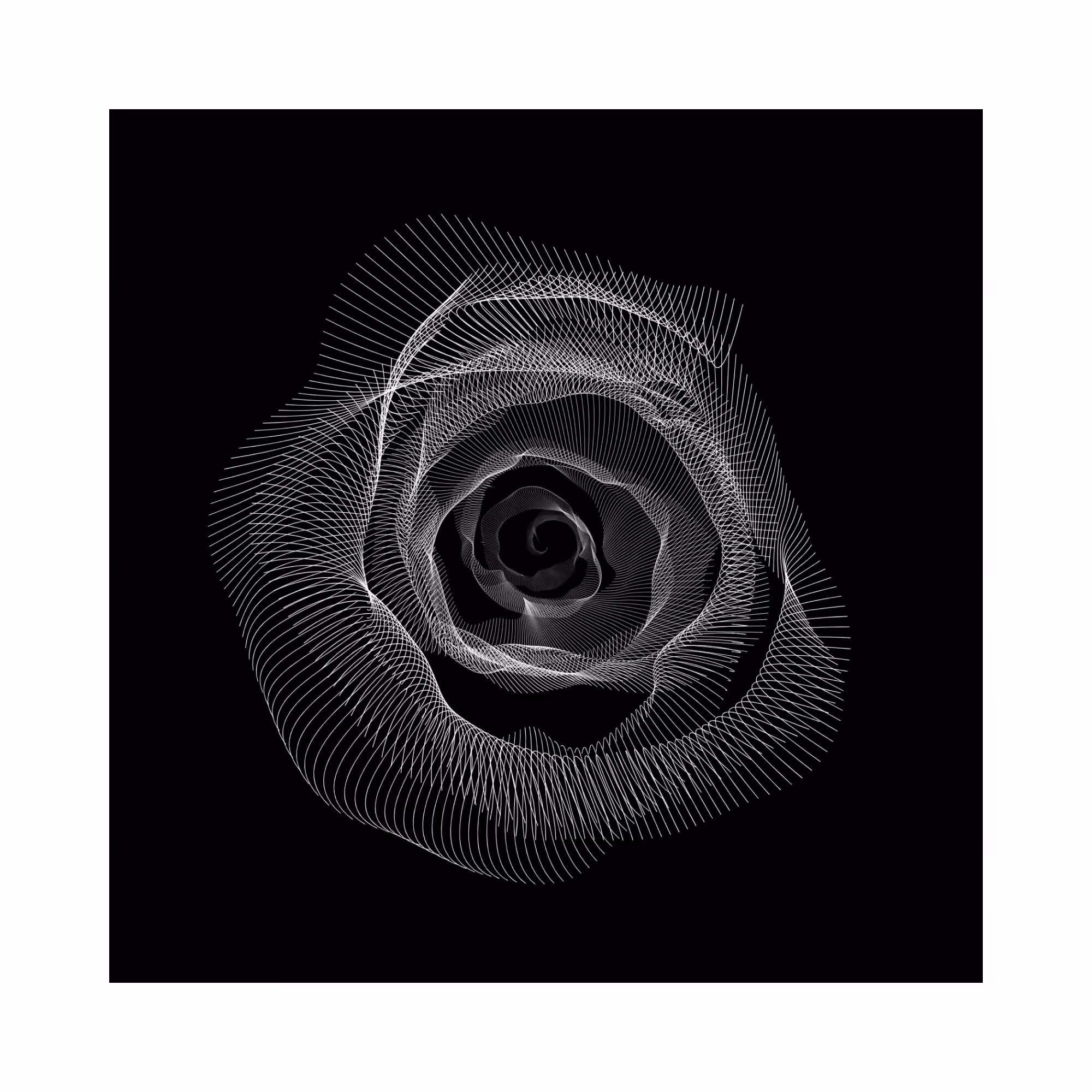 The rose