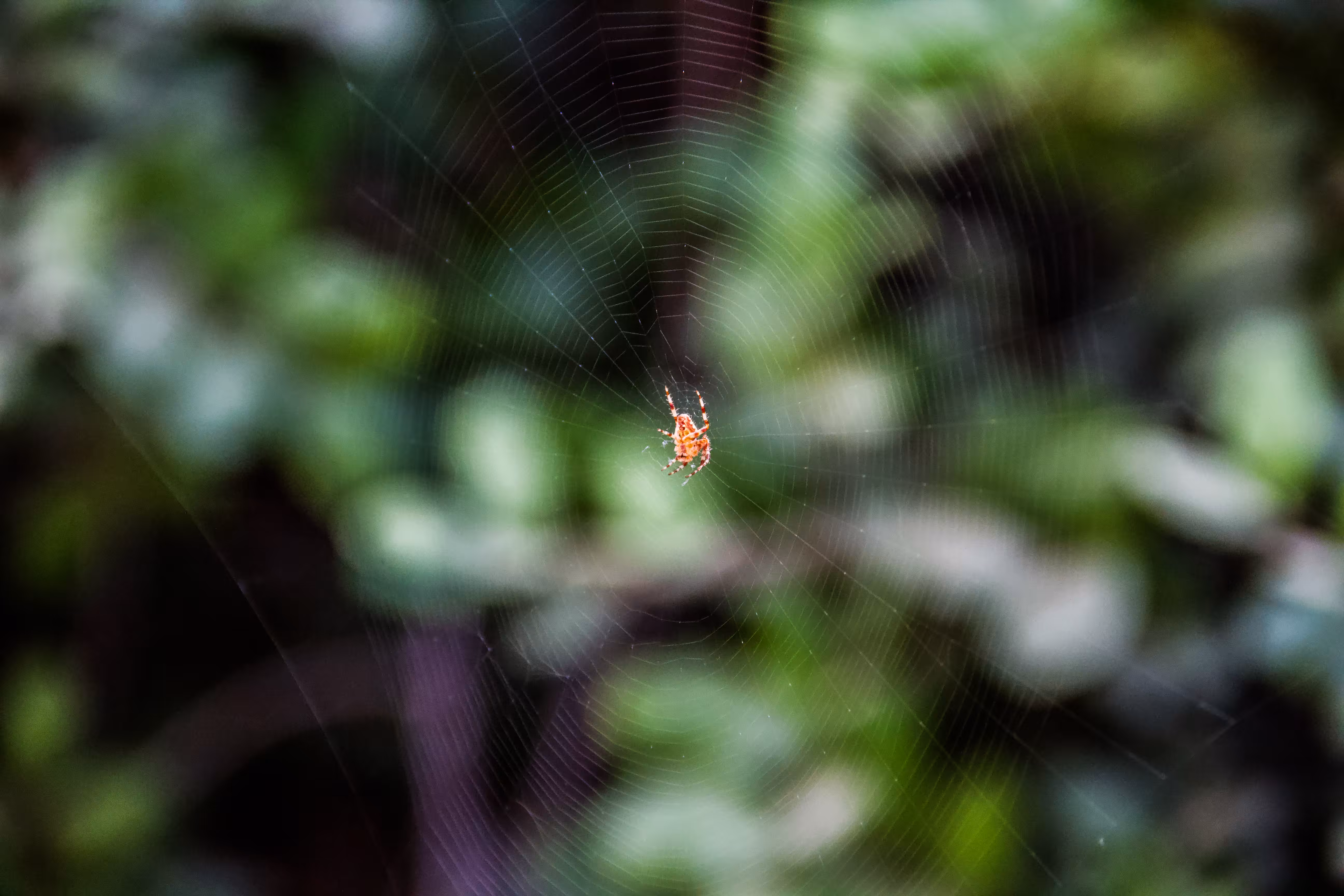 In the Web of Being