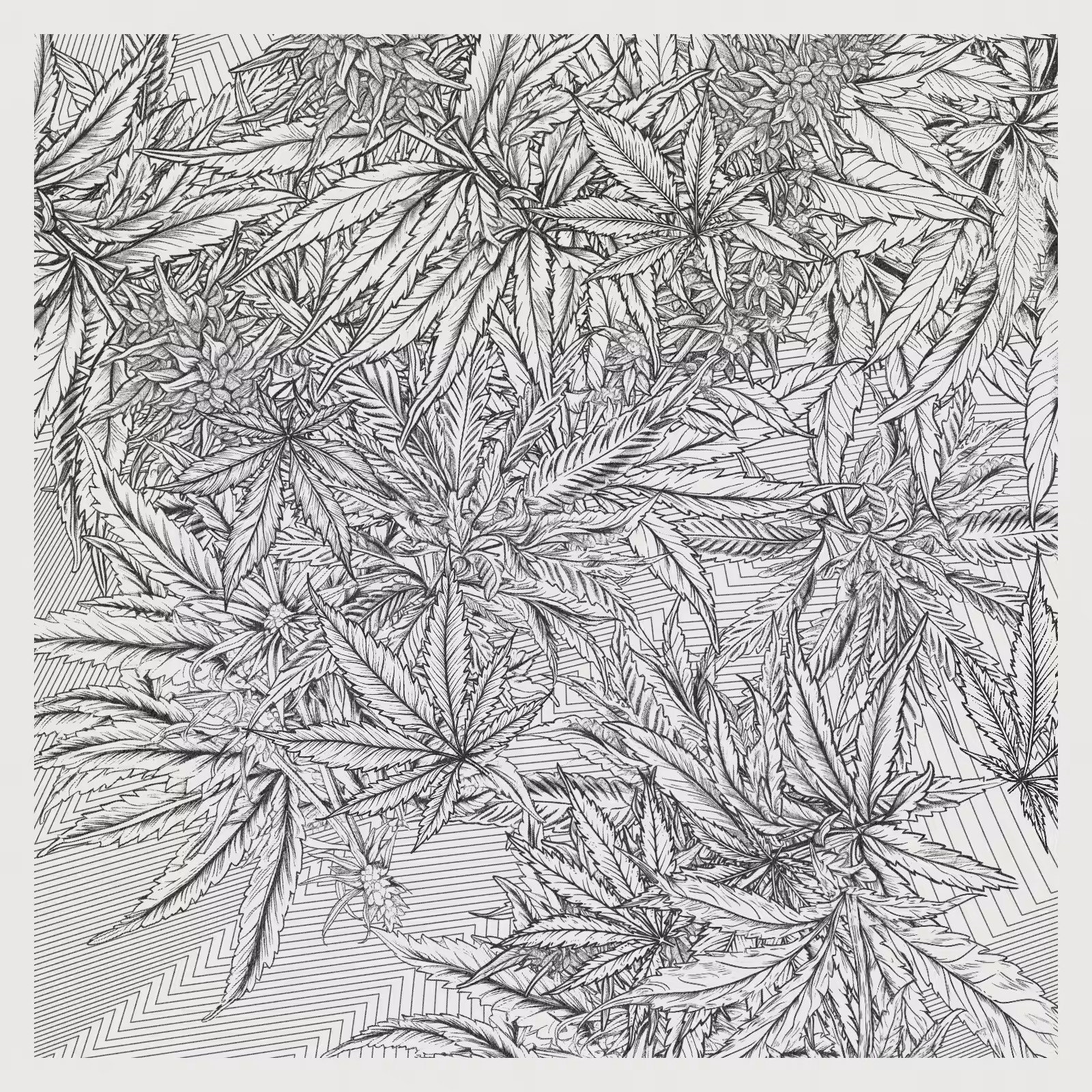 zancannabis #6