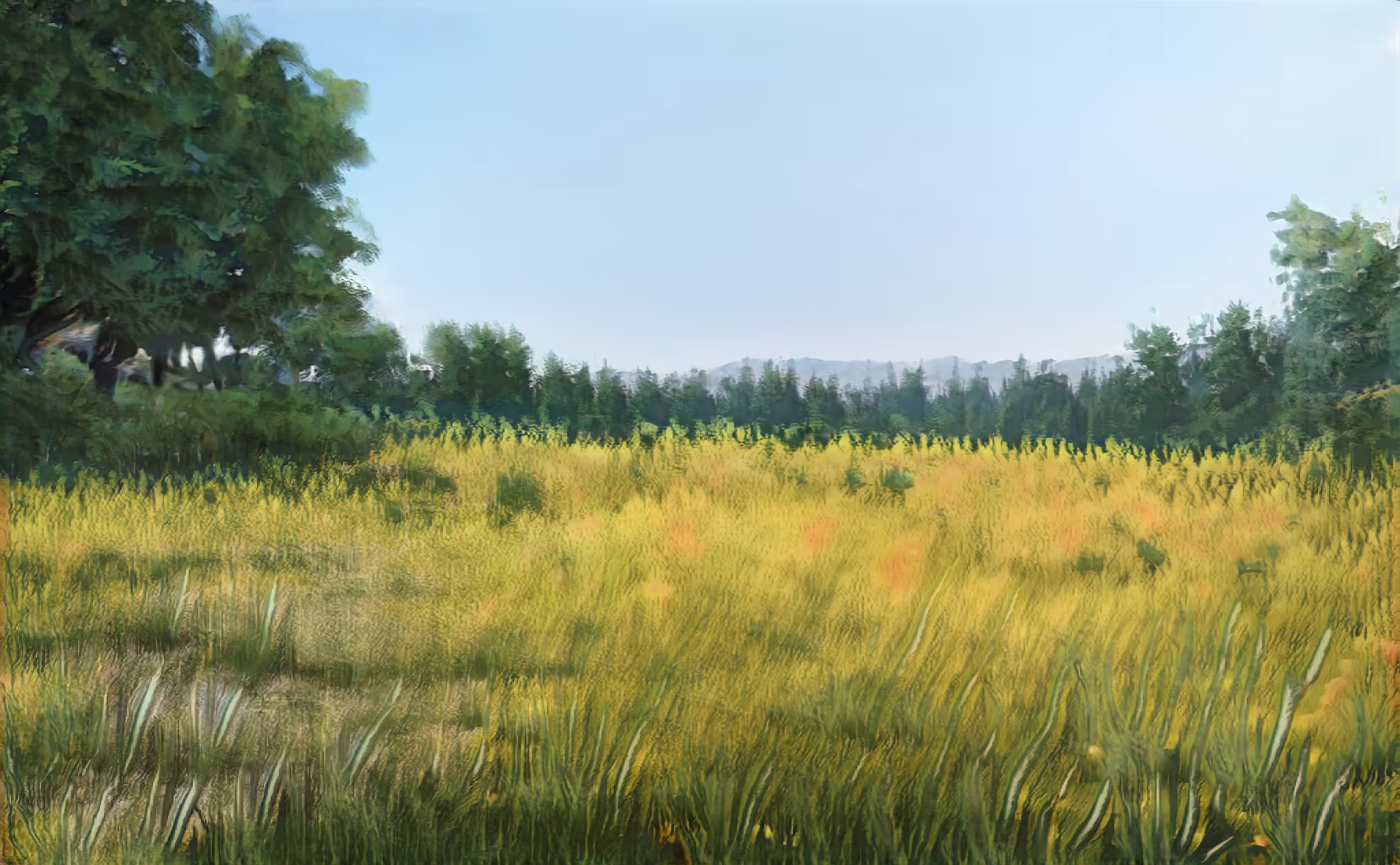 Great Spring Meadow