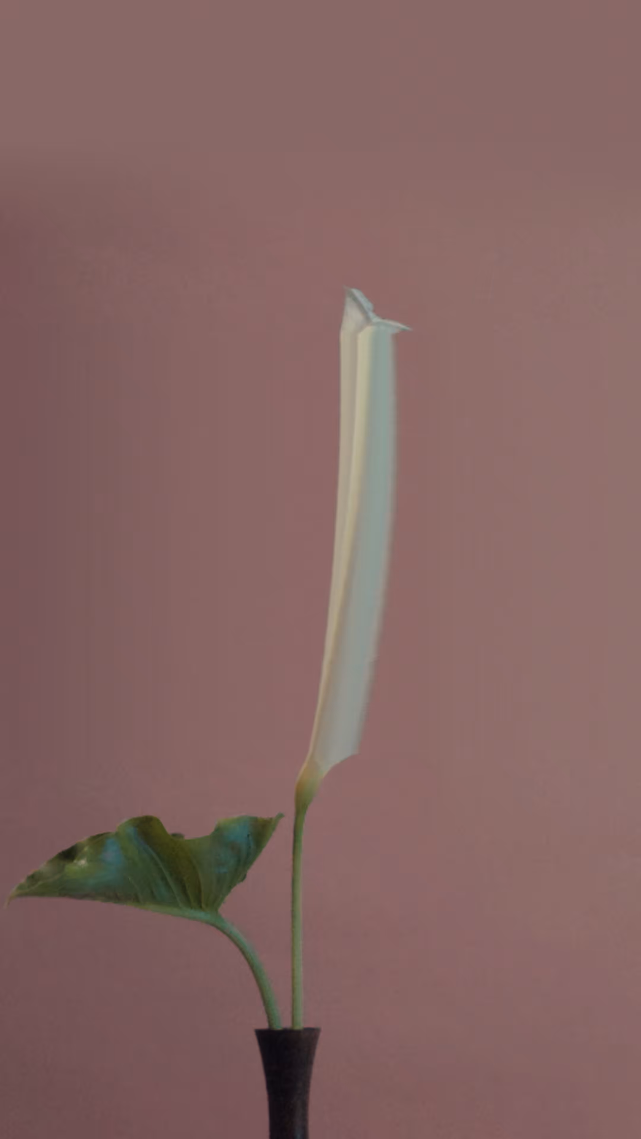Arum Lily, still no. 1