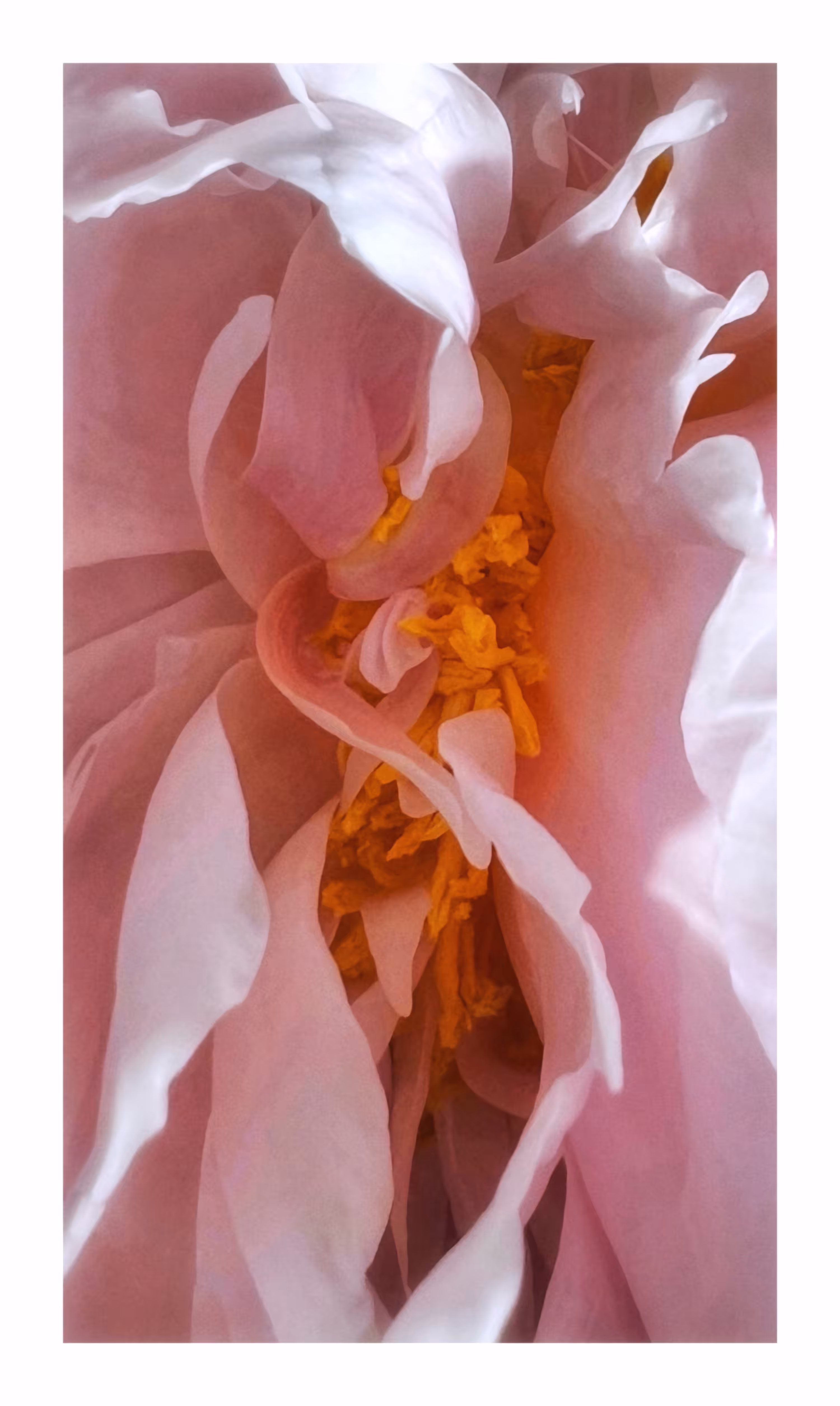 Concealing Beauty