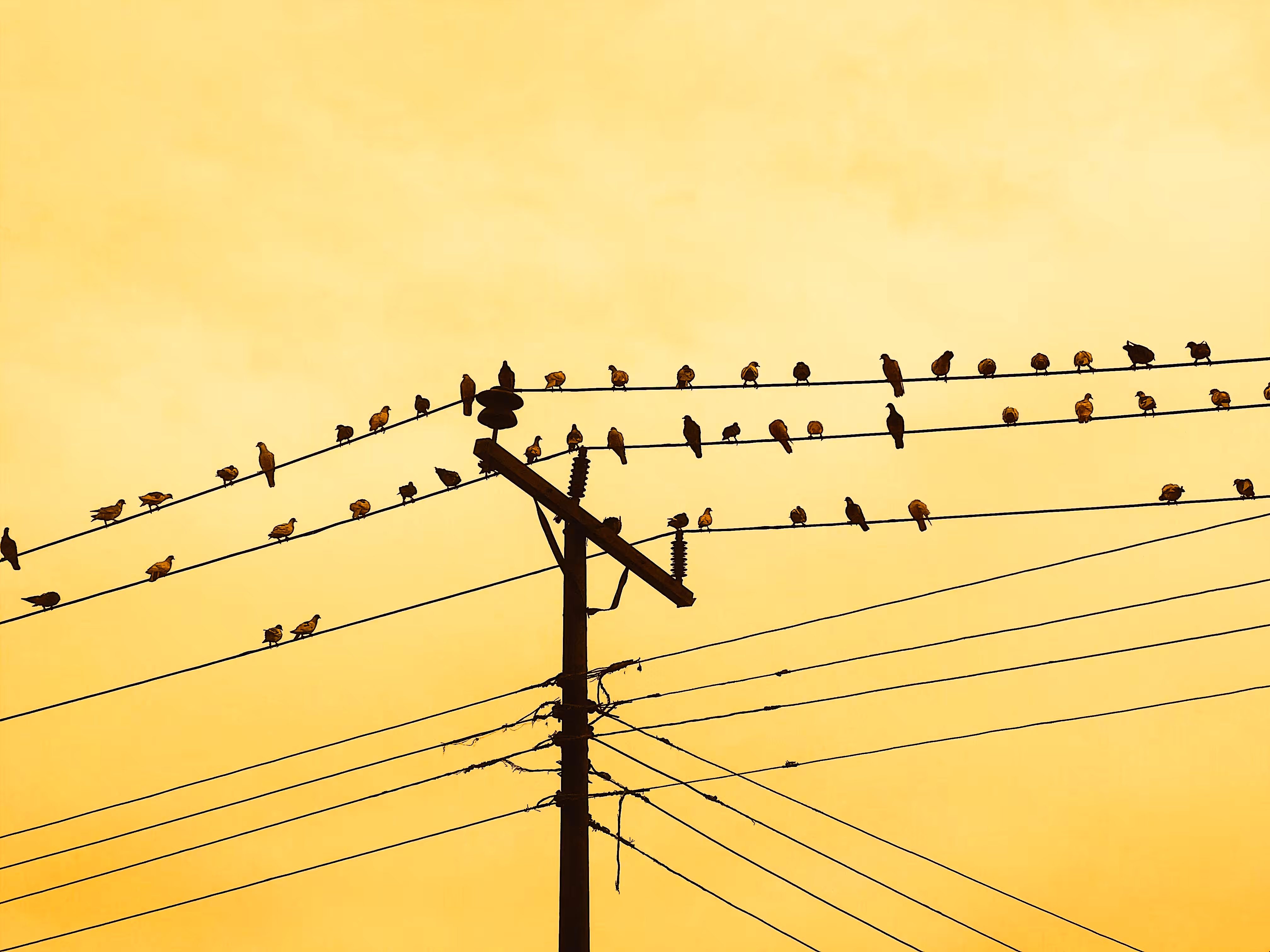 Pigeons 