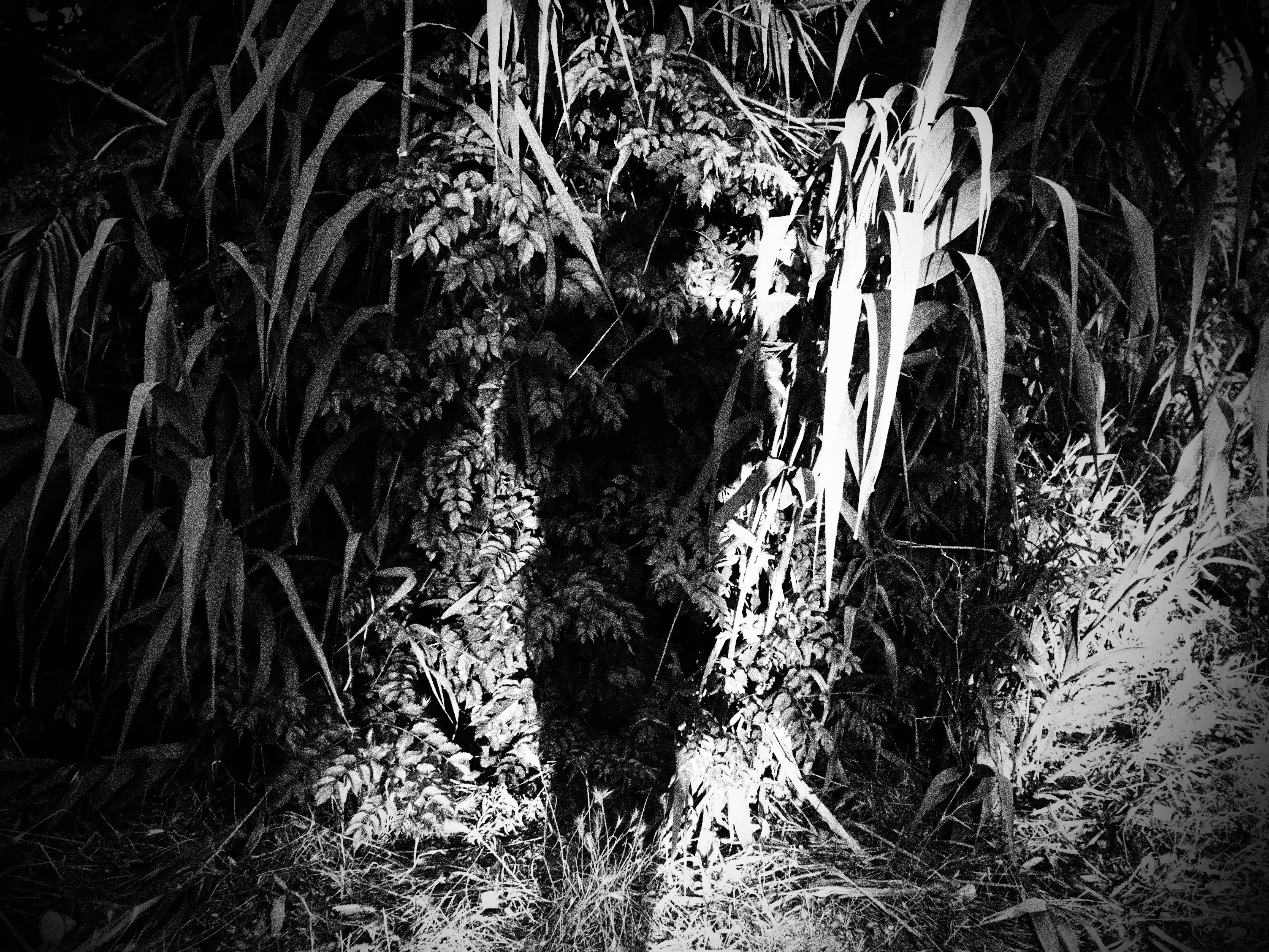 Night Growth