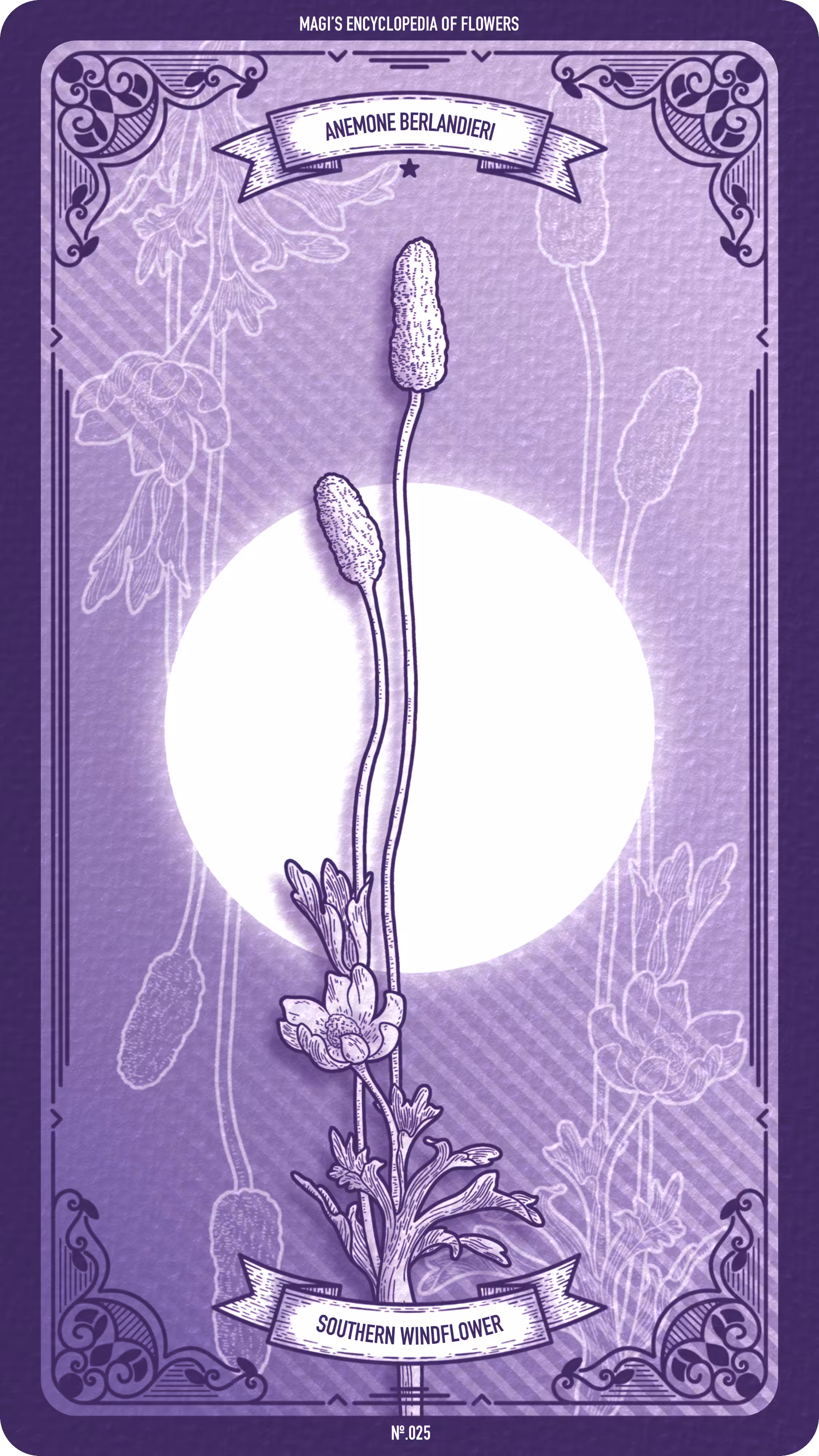Magi's Encyclopedia of Flowers: 025 Southern Windflower