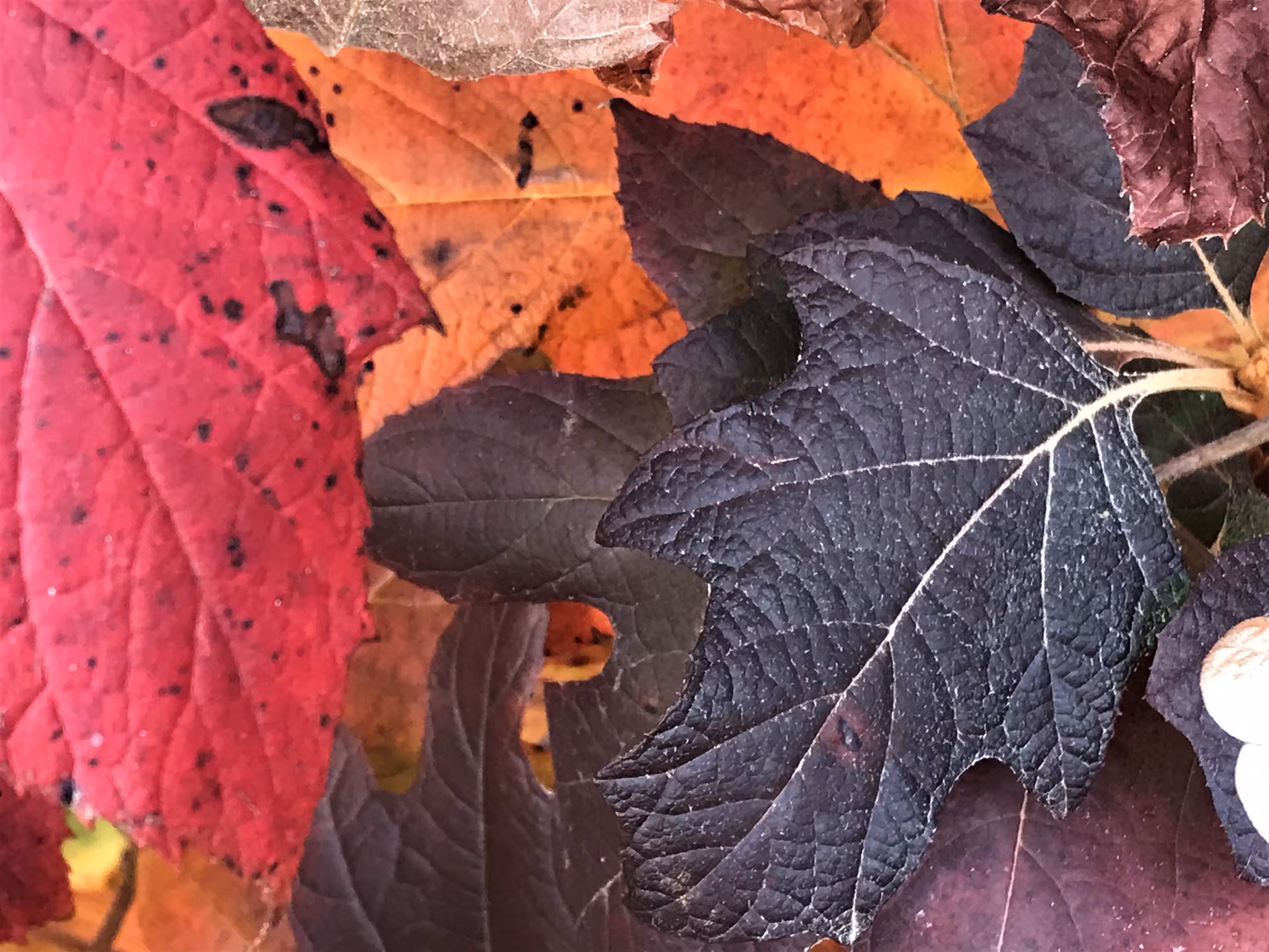 Autumn's Harmonious Canvas