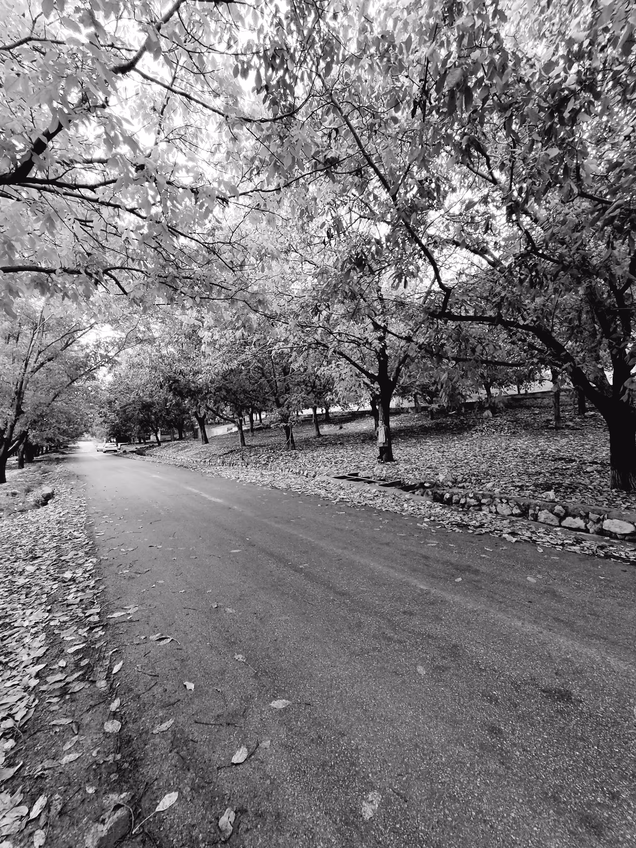 Whispering path