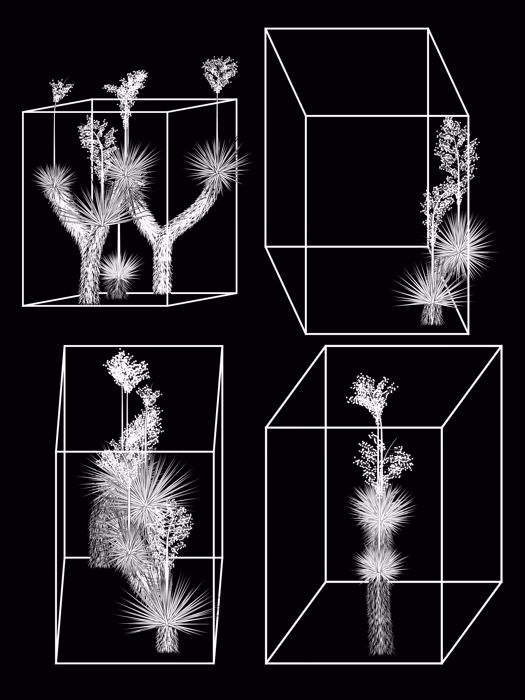 Marfa Yucca #168