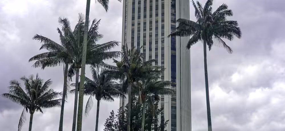 Between palms and buildings