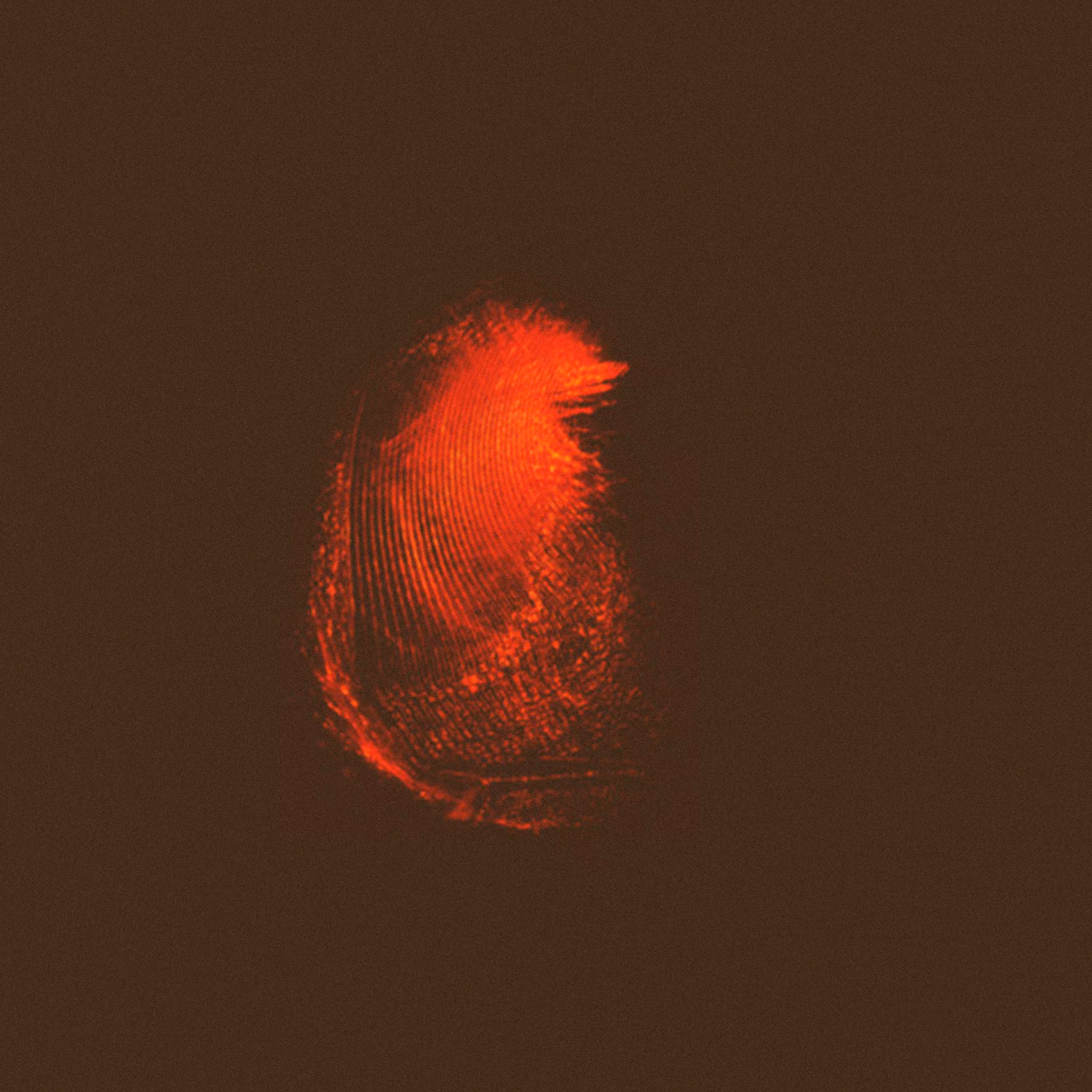 Fingerbird