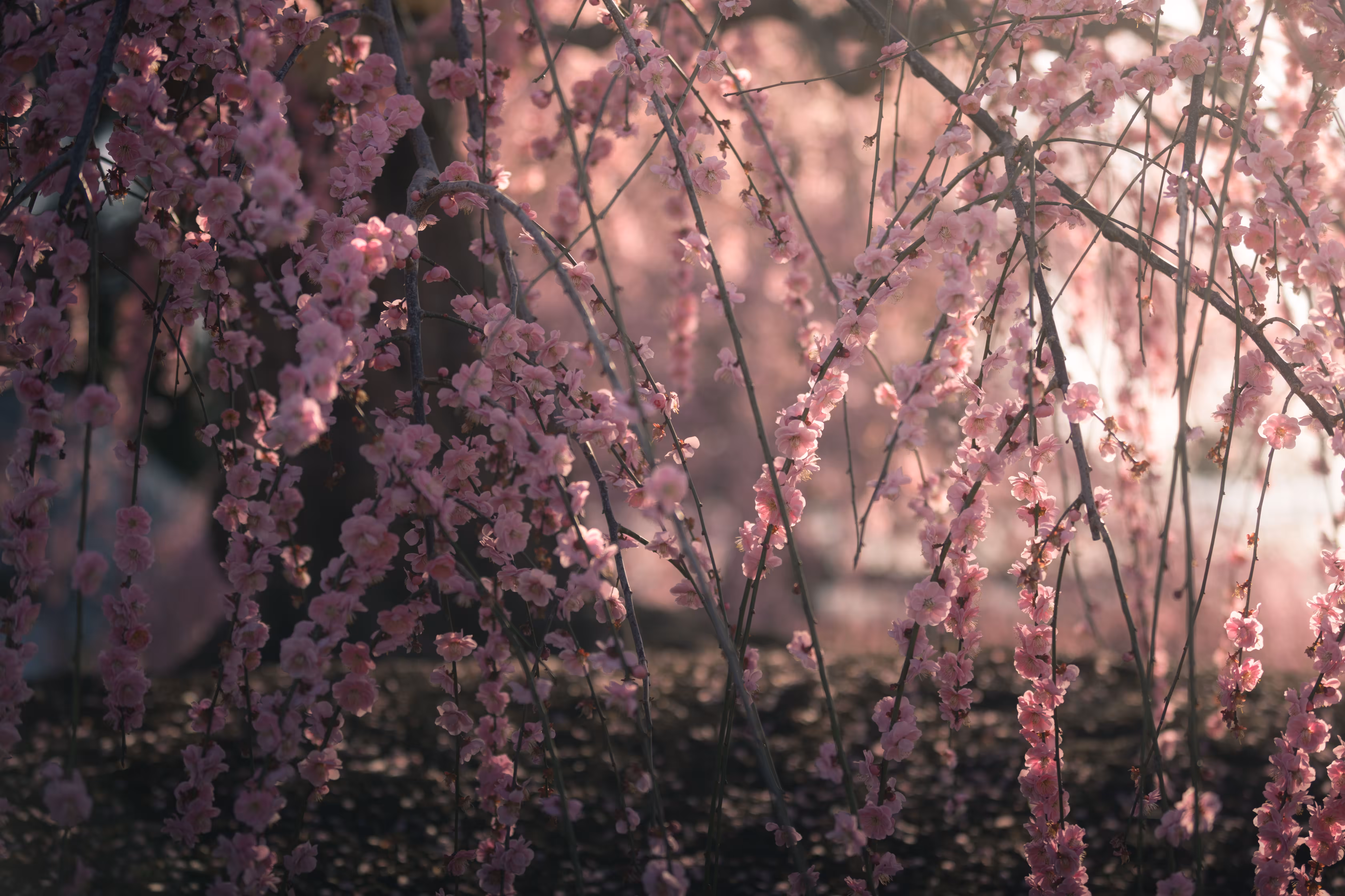 Flower Shower