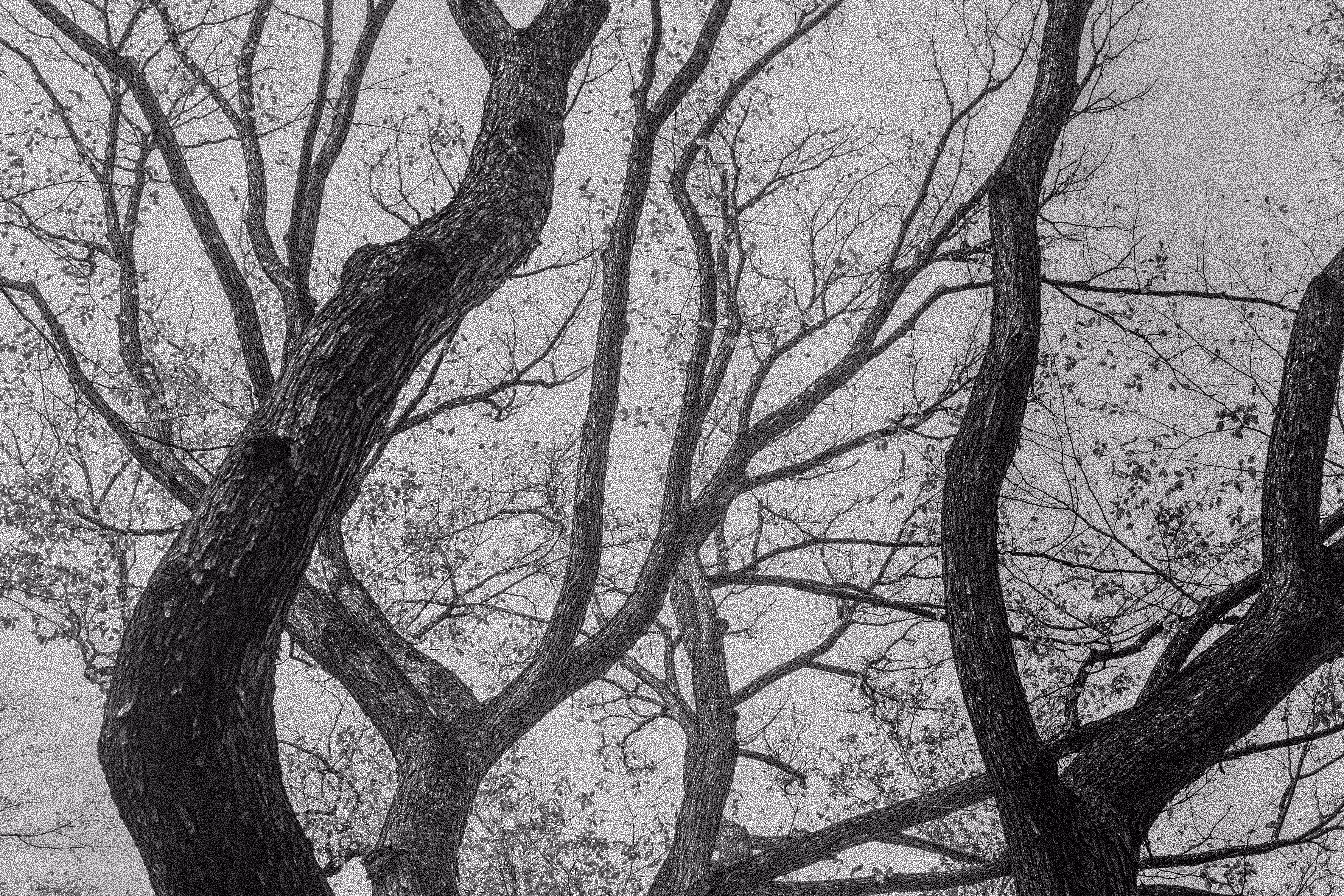 The Gothic Side Of Nature: Hors De Contrôle
