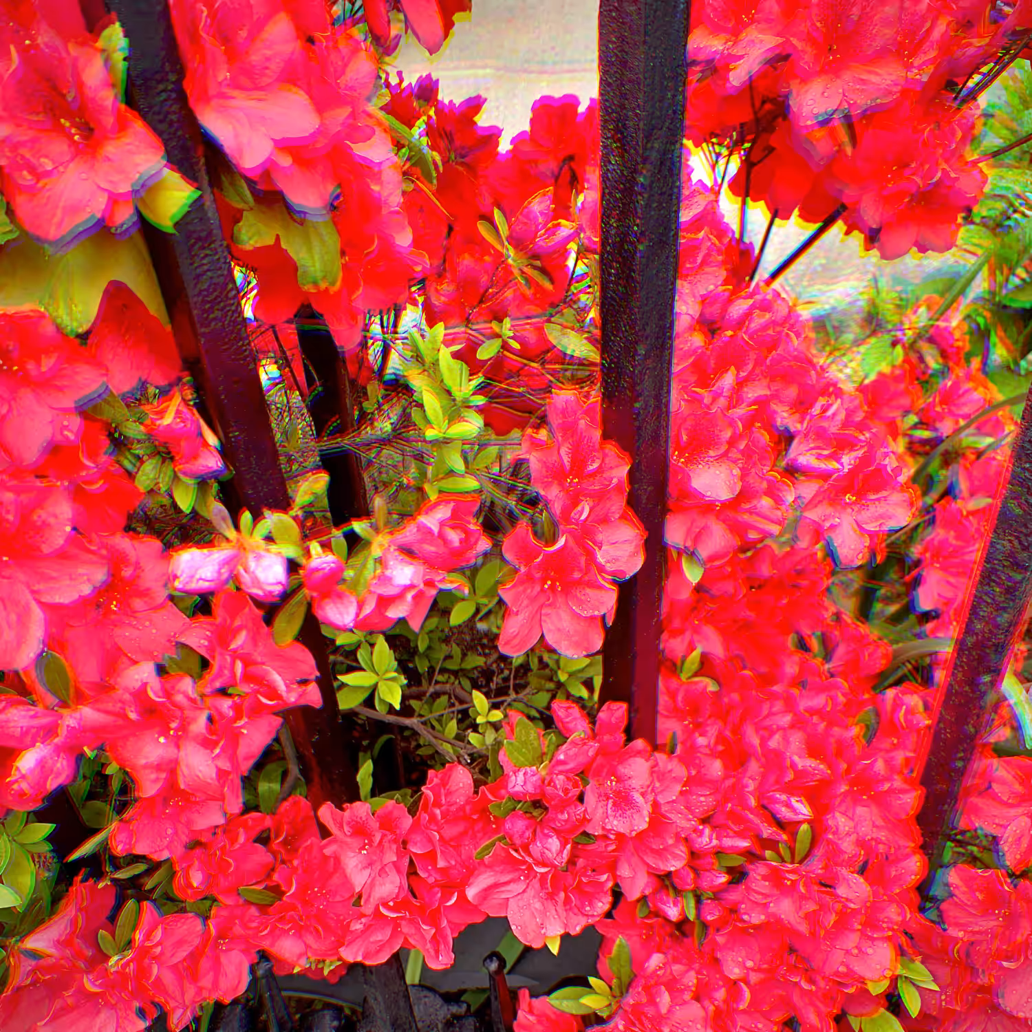 flowers & iron