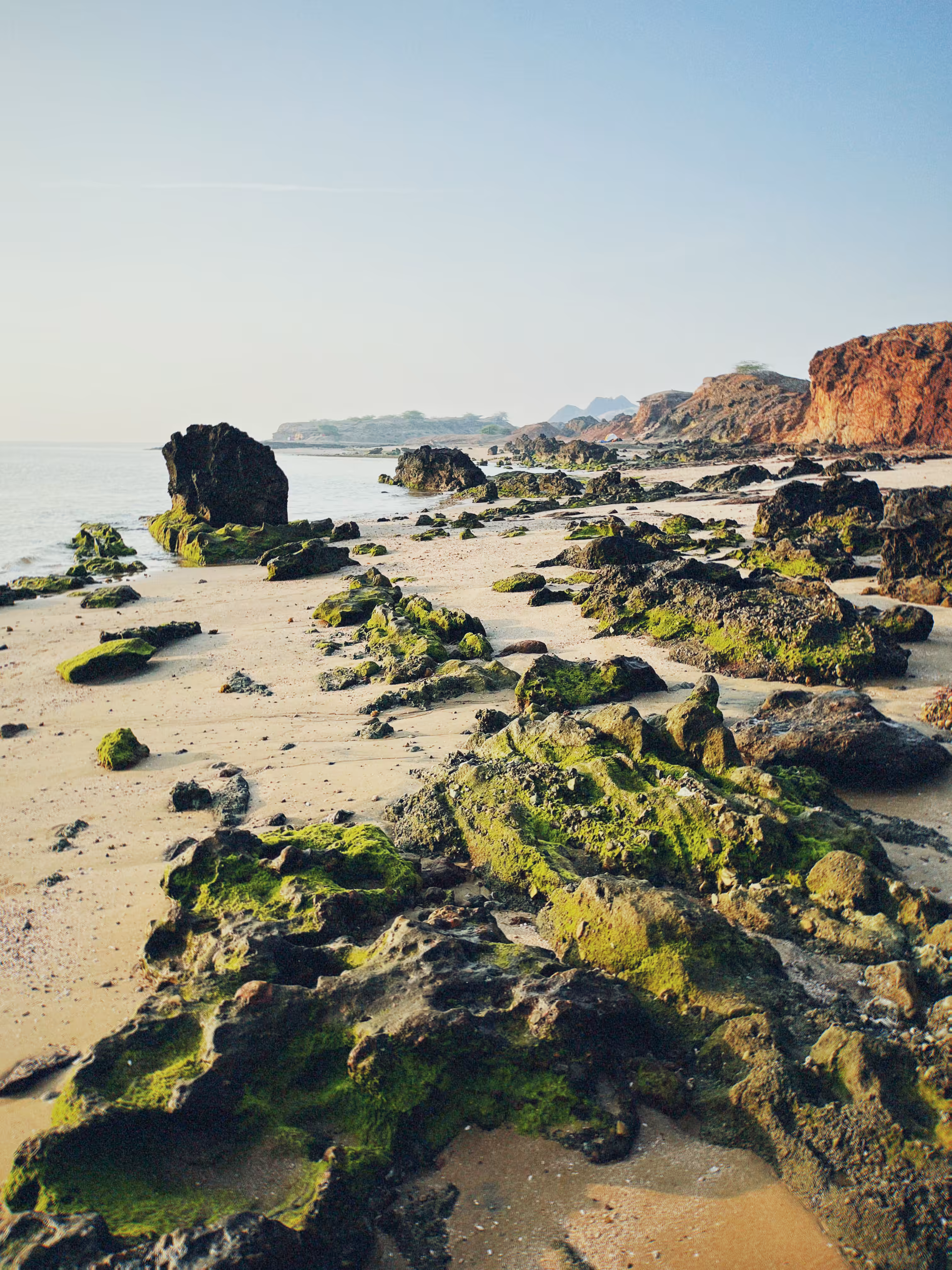 Moss and Tide