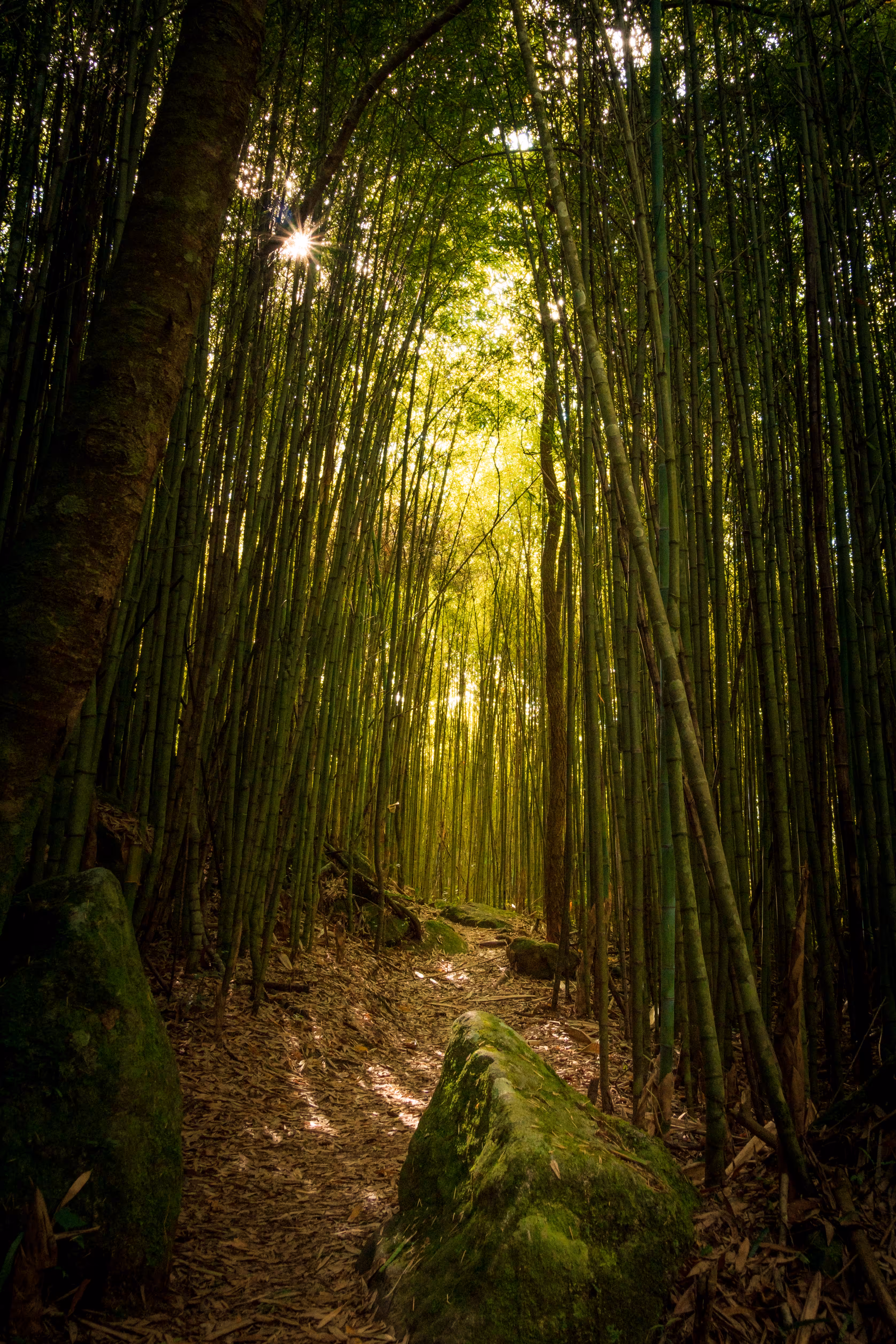 PARNASO #7 - Bamboo groves