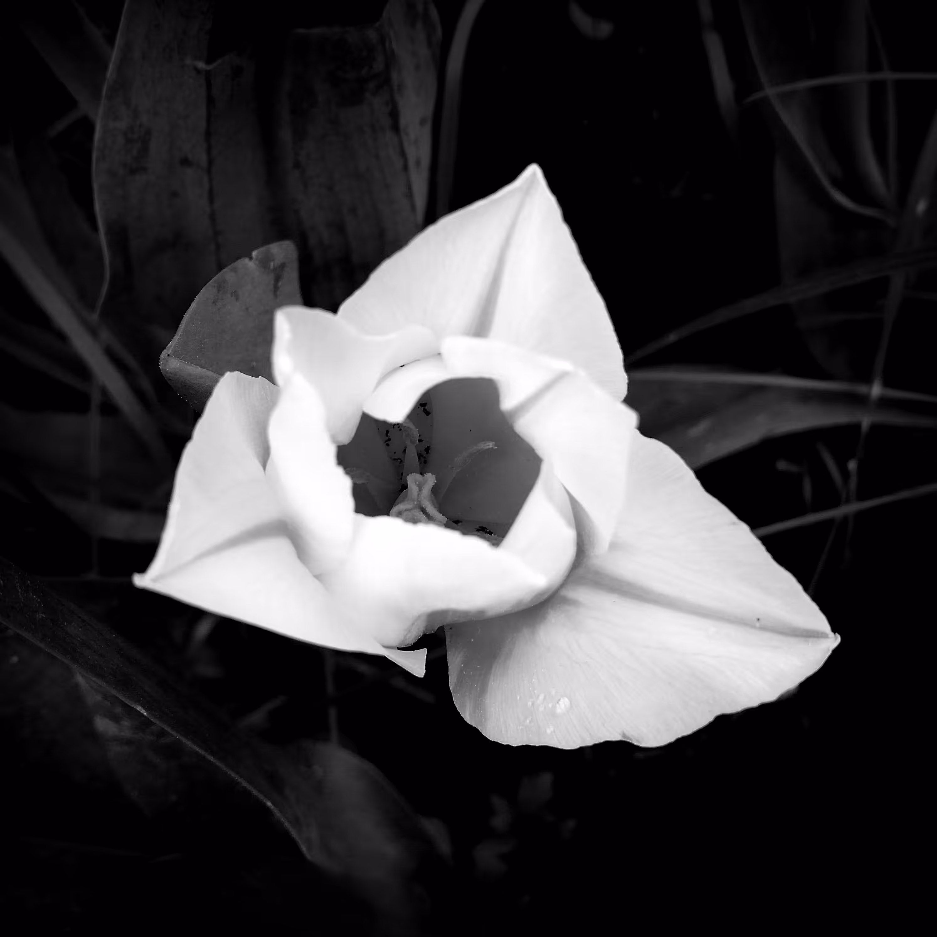 Flower 13