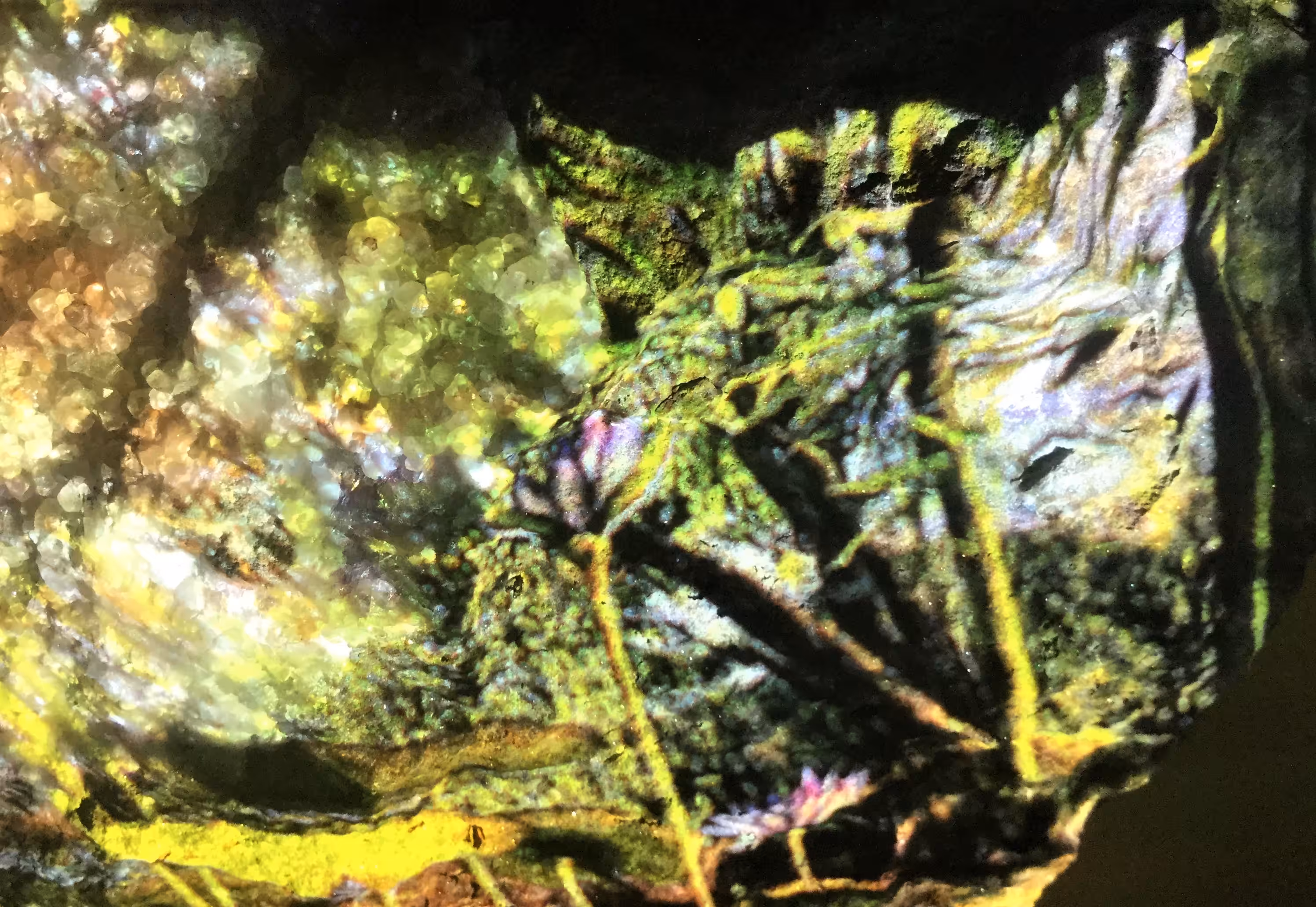 Dans un jardin que je sais 