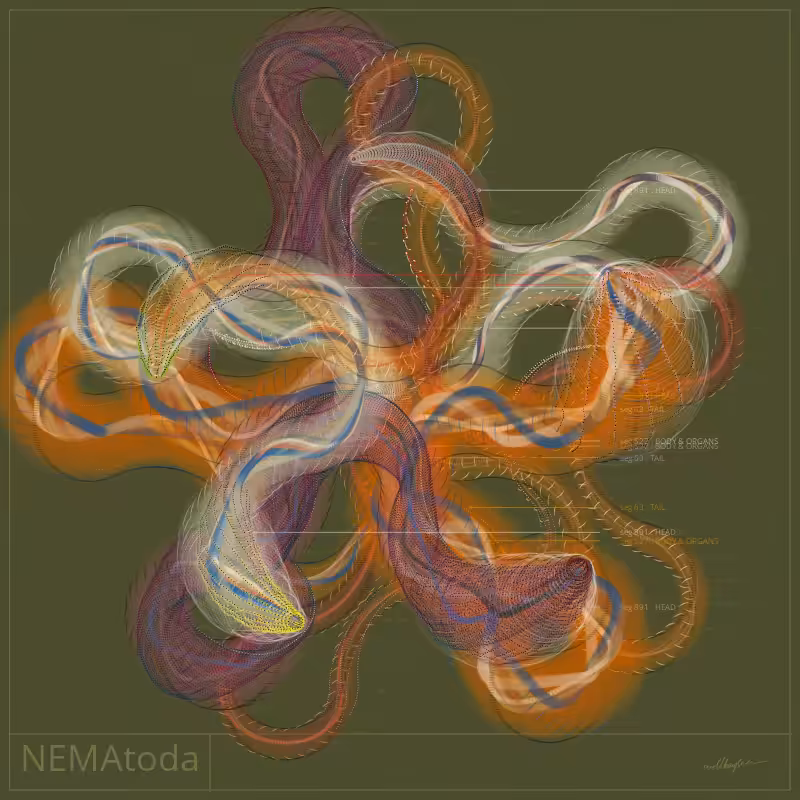 NEMA #26