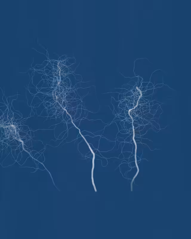 Cyanotypes #26
