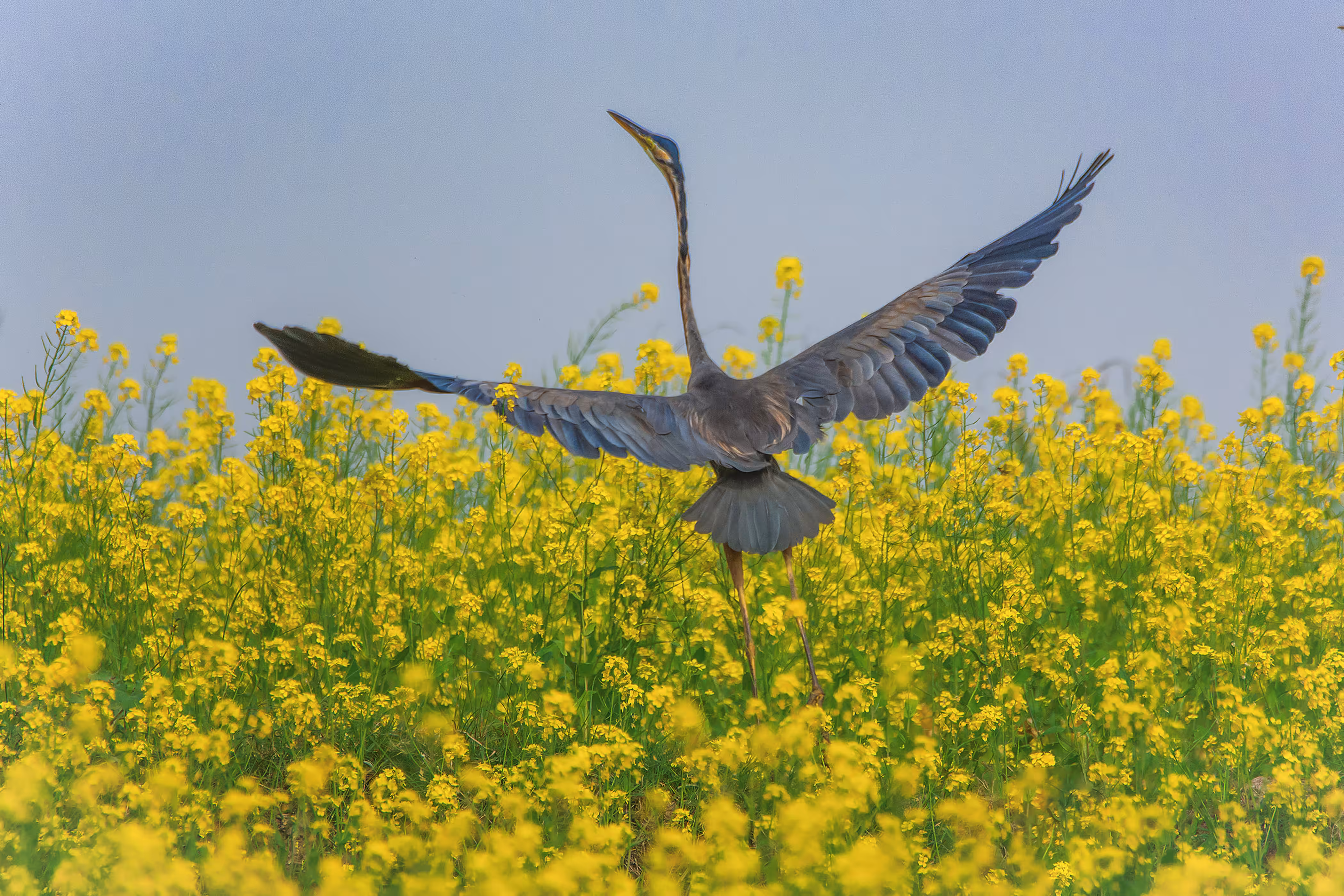 Freedom - Purple Heron 