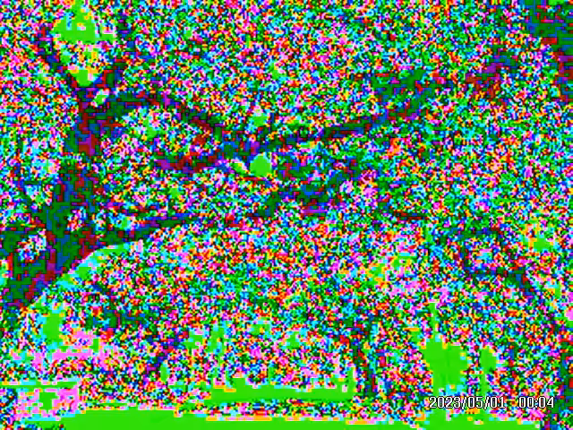 Bedford Road Tree Tunnel