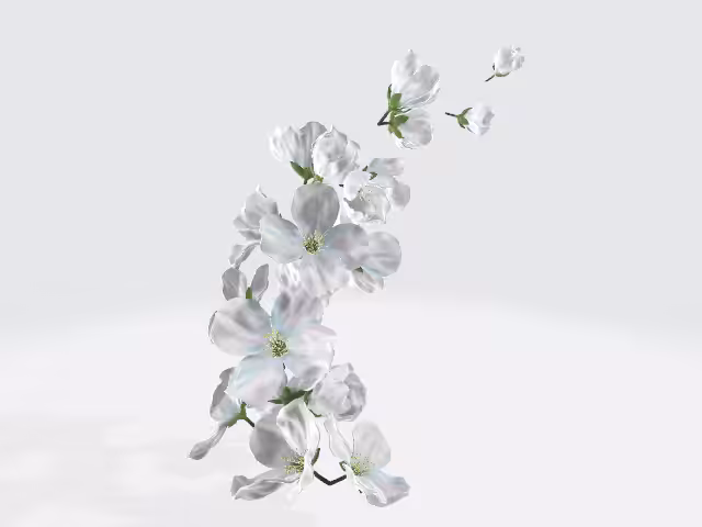 Jasmine Flowers