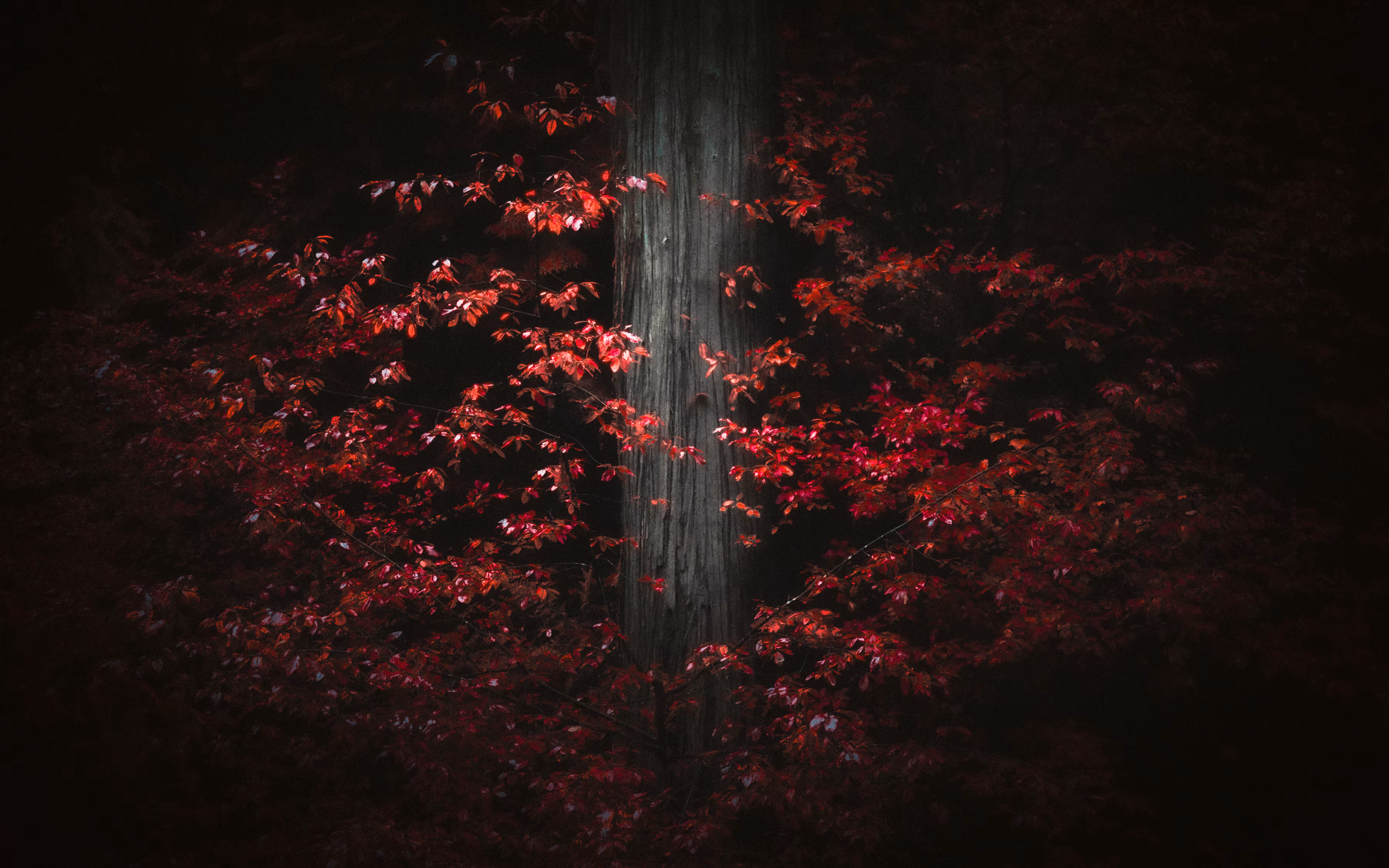 Anomalies VII: Emerging