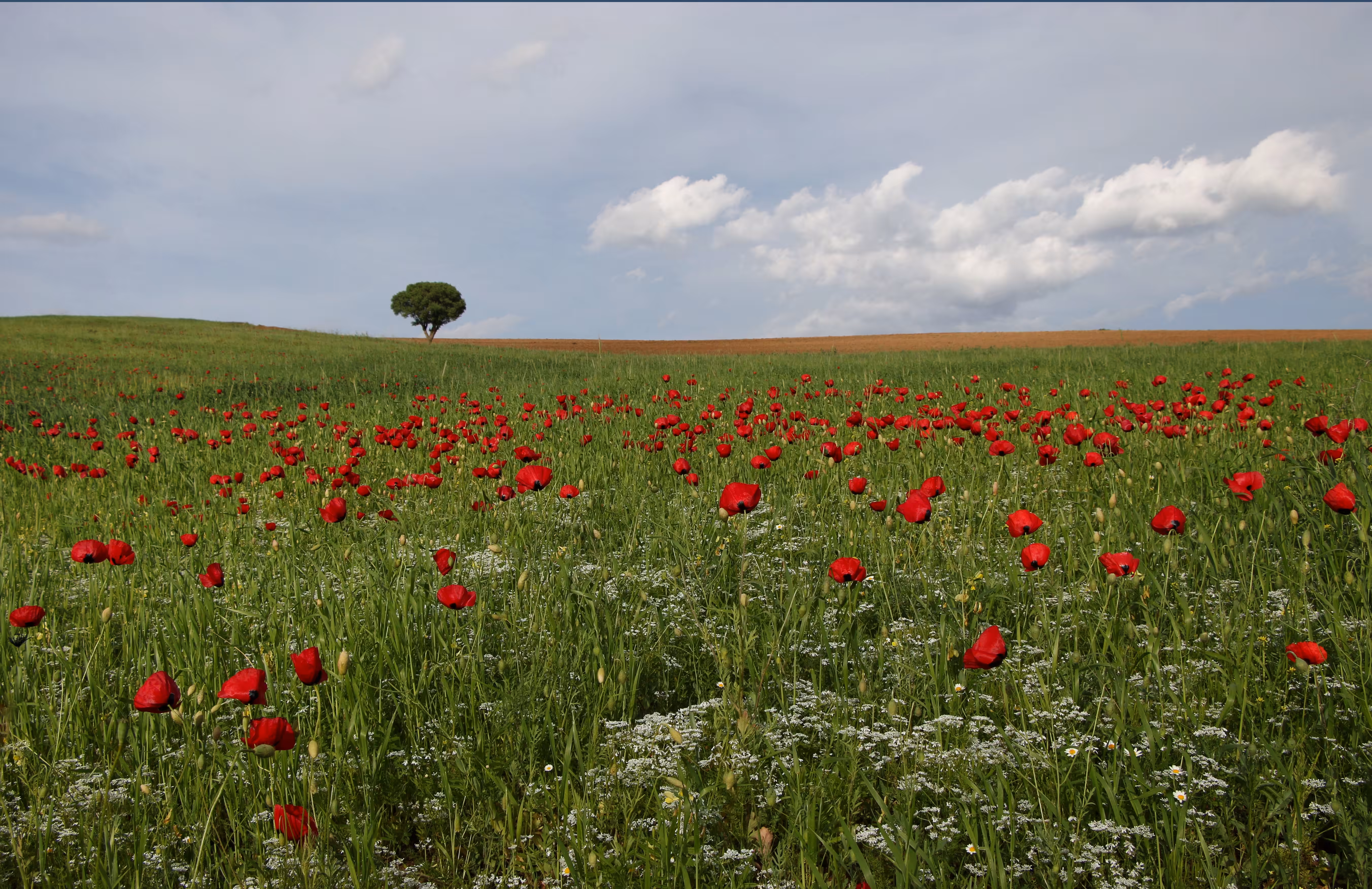 Anemone plain