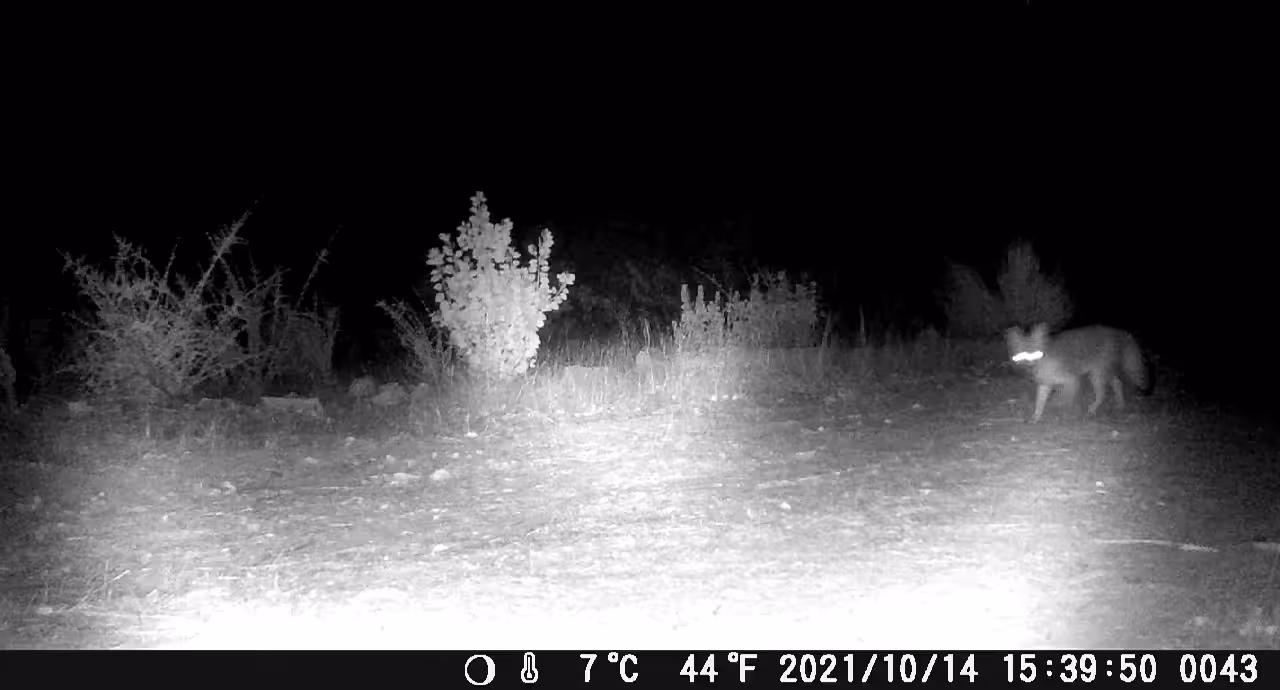 LITTLE FOX SNIFFING AROUND