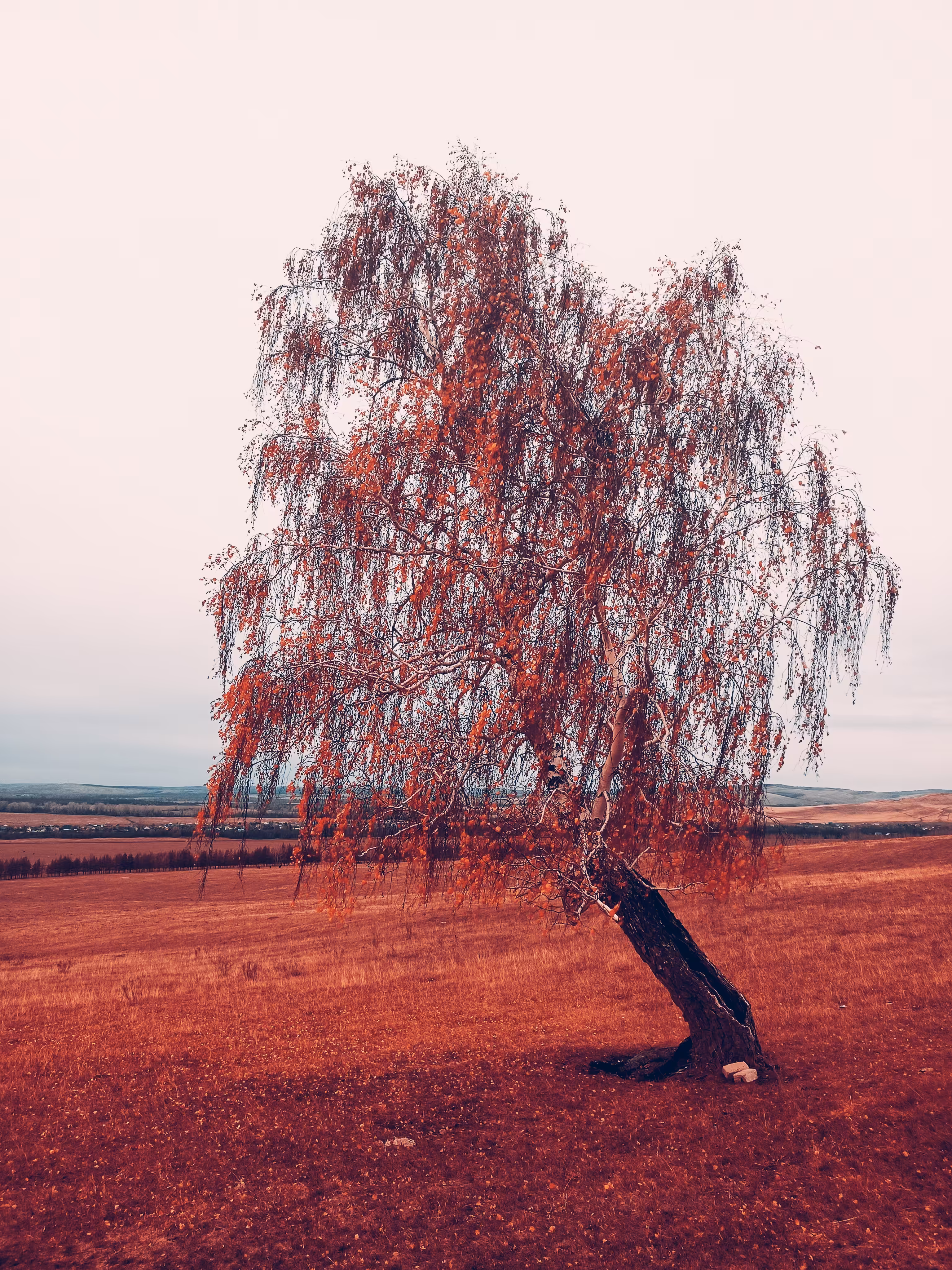lonely birch
