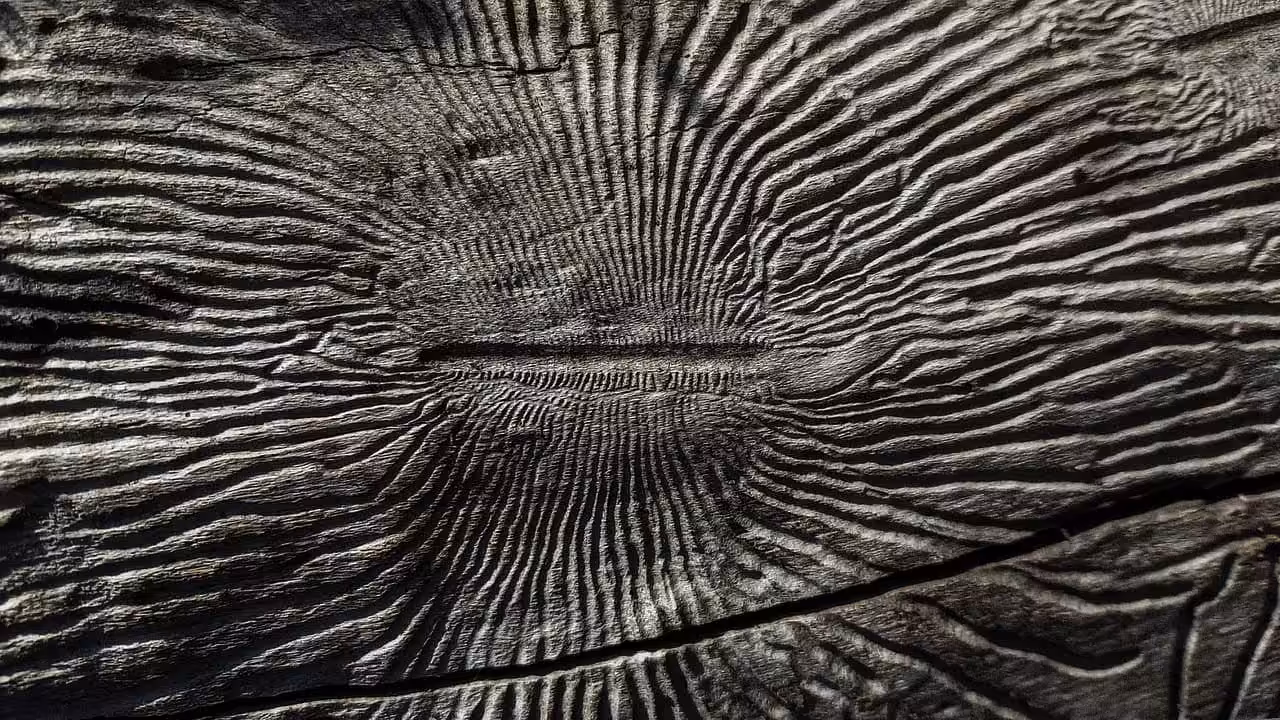 bark beetle