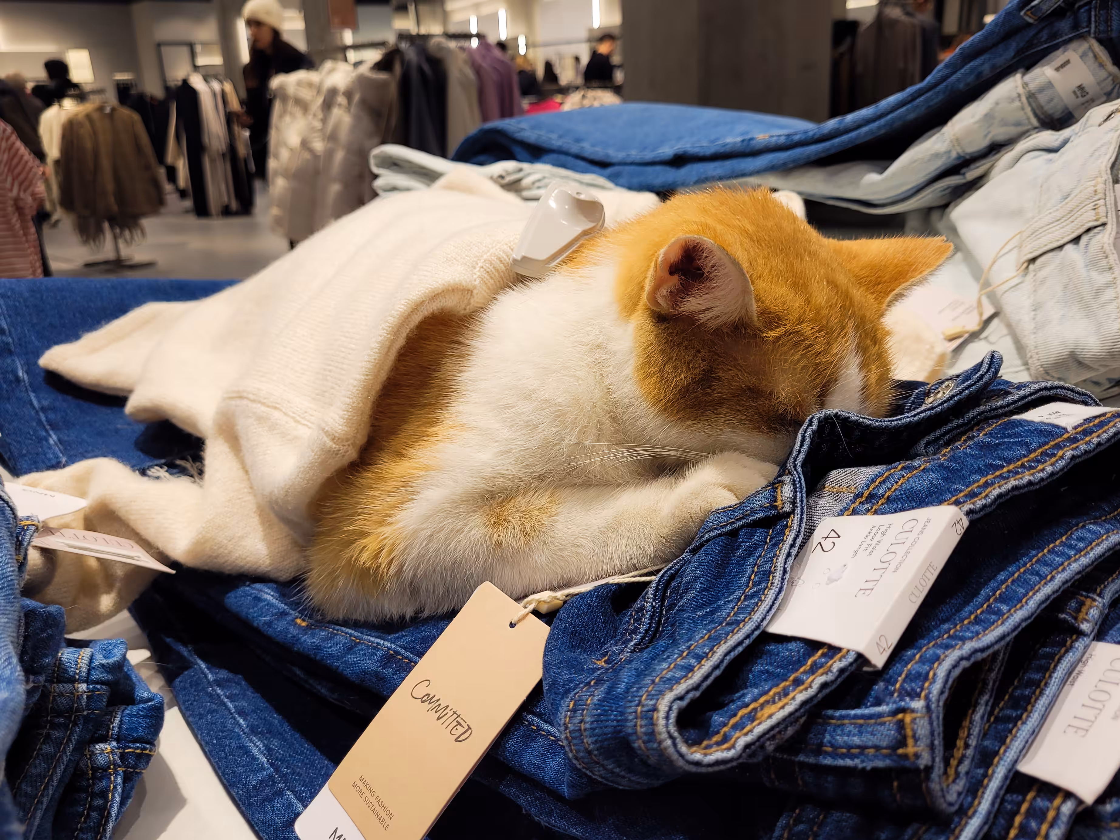 Mango The Cat 