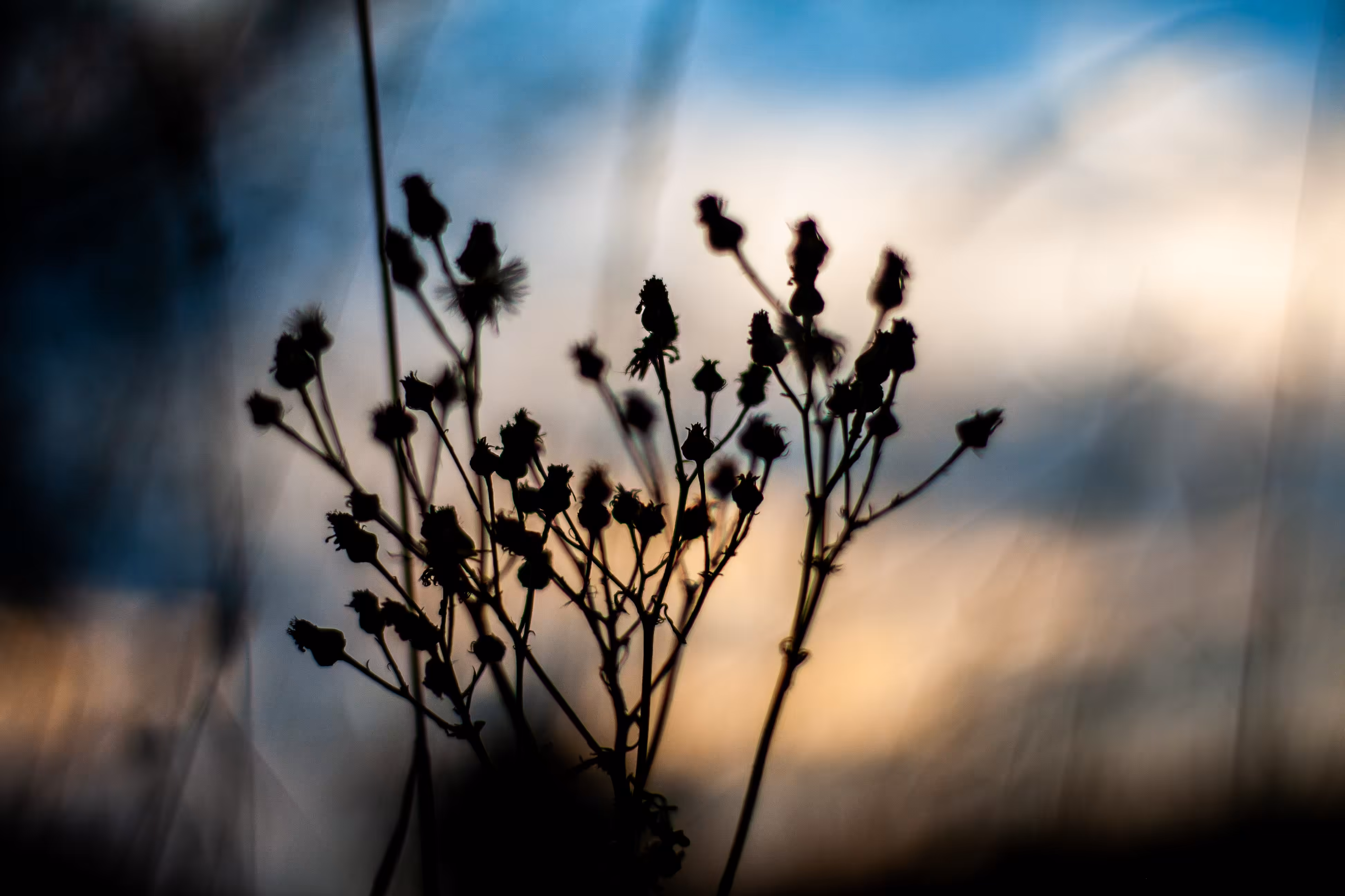 Photographs: Silhouettes from a dappled sky