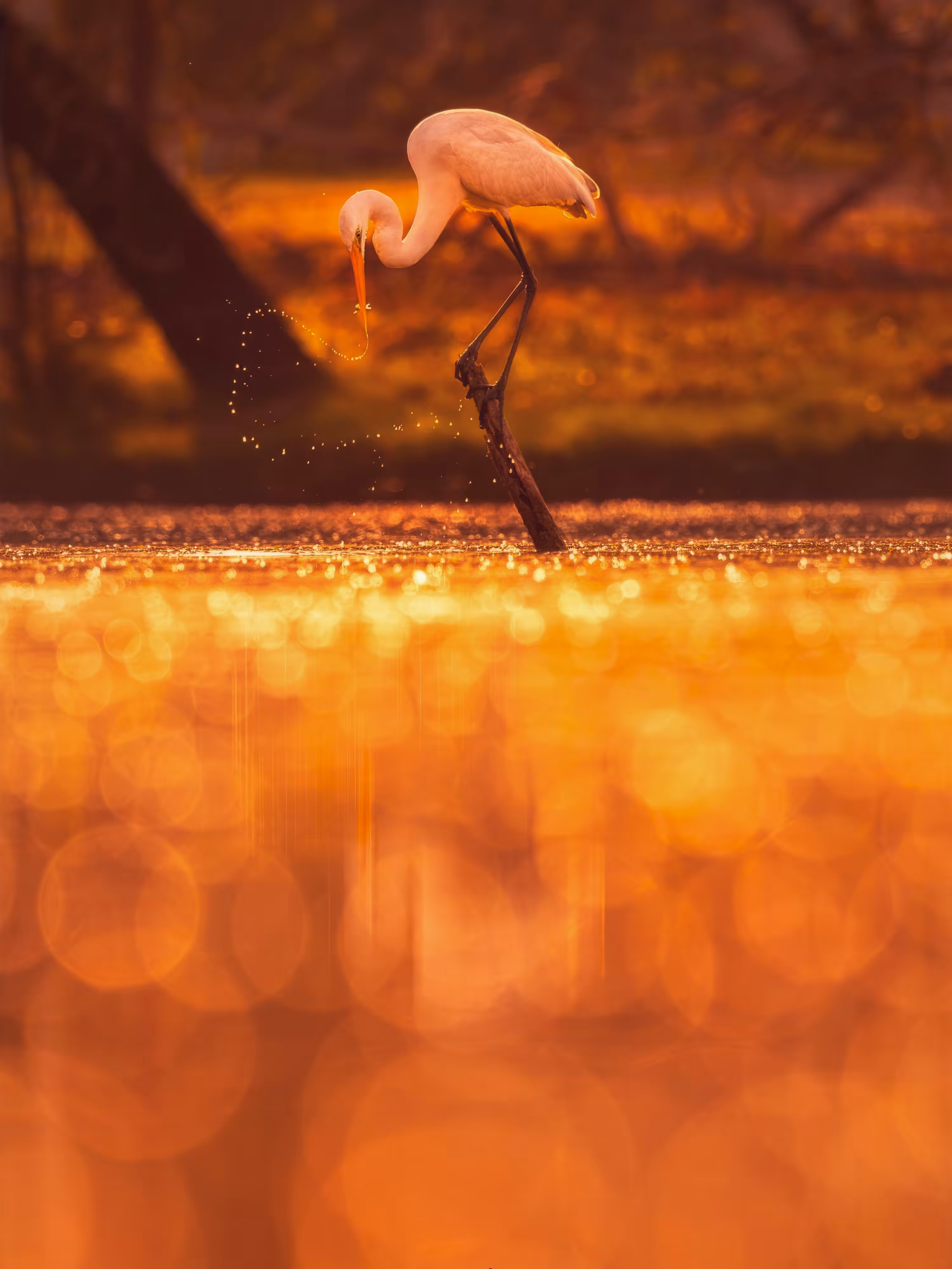Hunting in the Sun