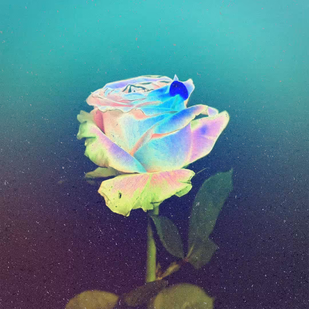 Flor de fuego 2