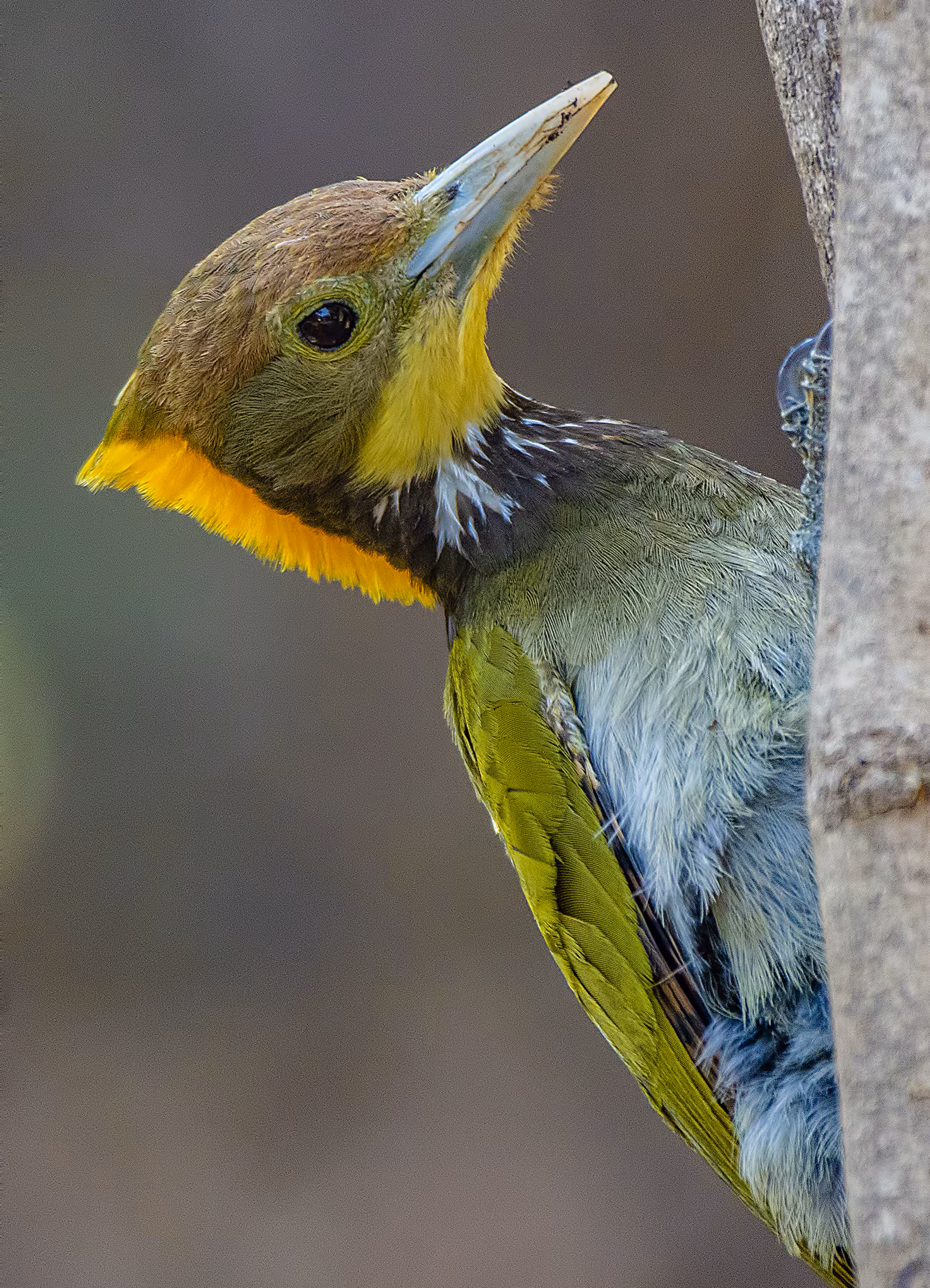 Greater Yellownape Woodpecker 