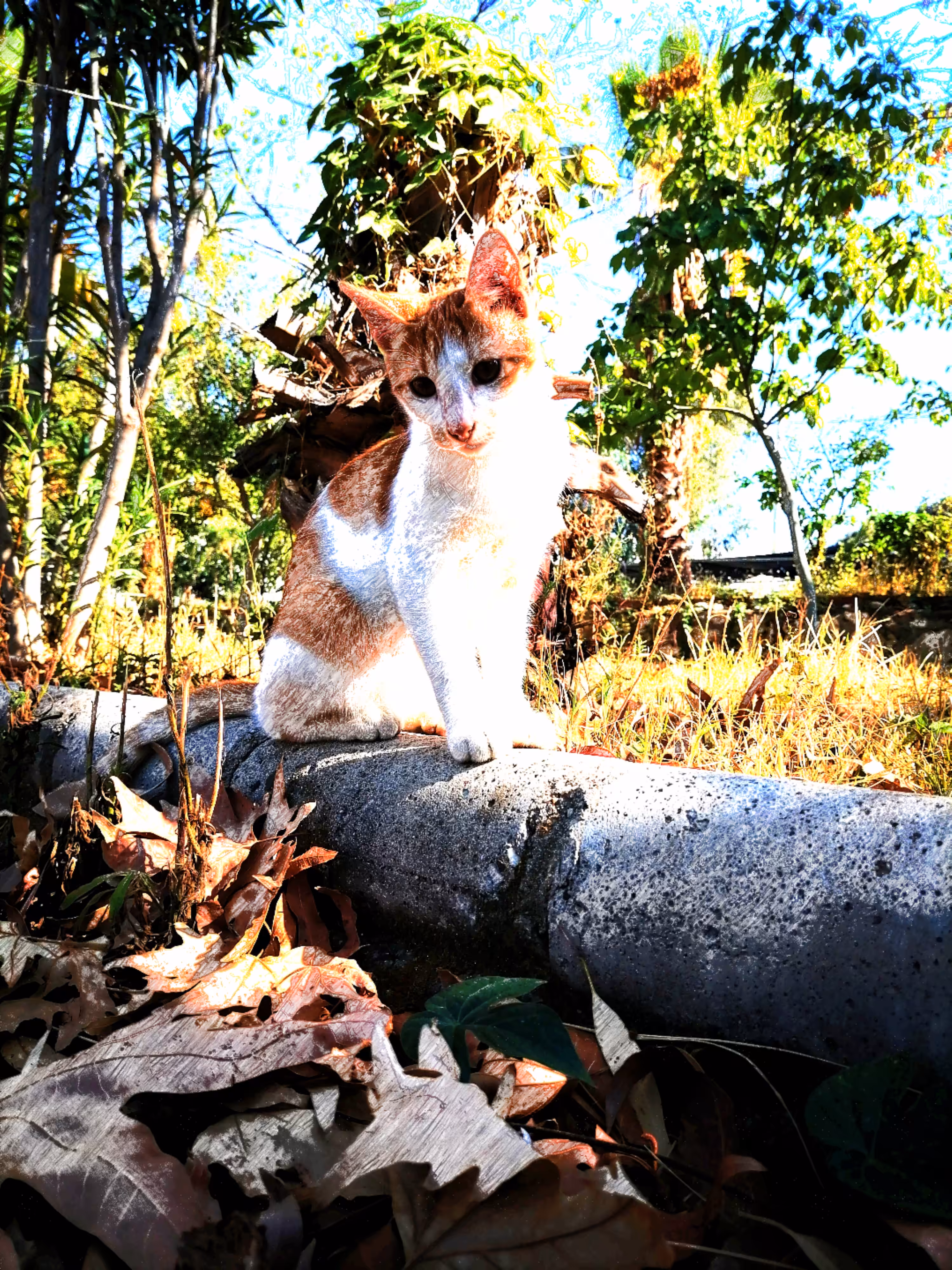 Curious cat