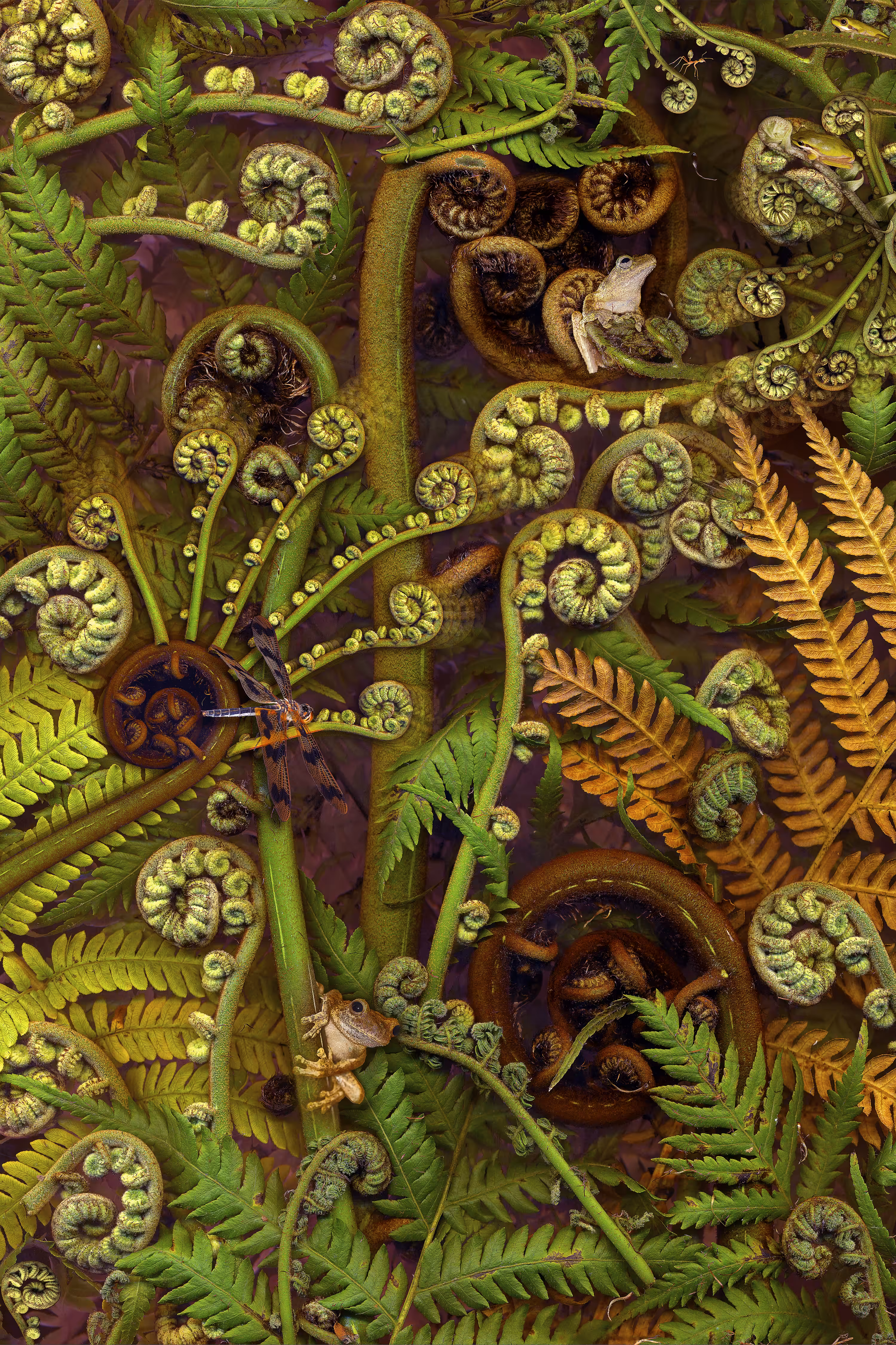 Treefern 