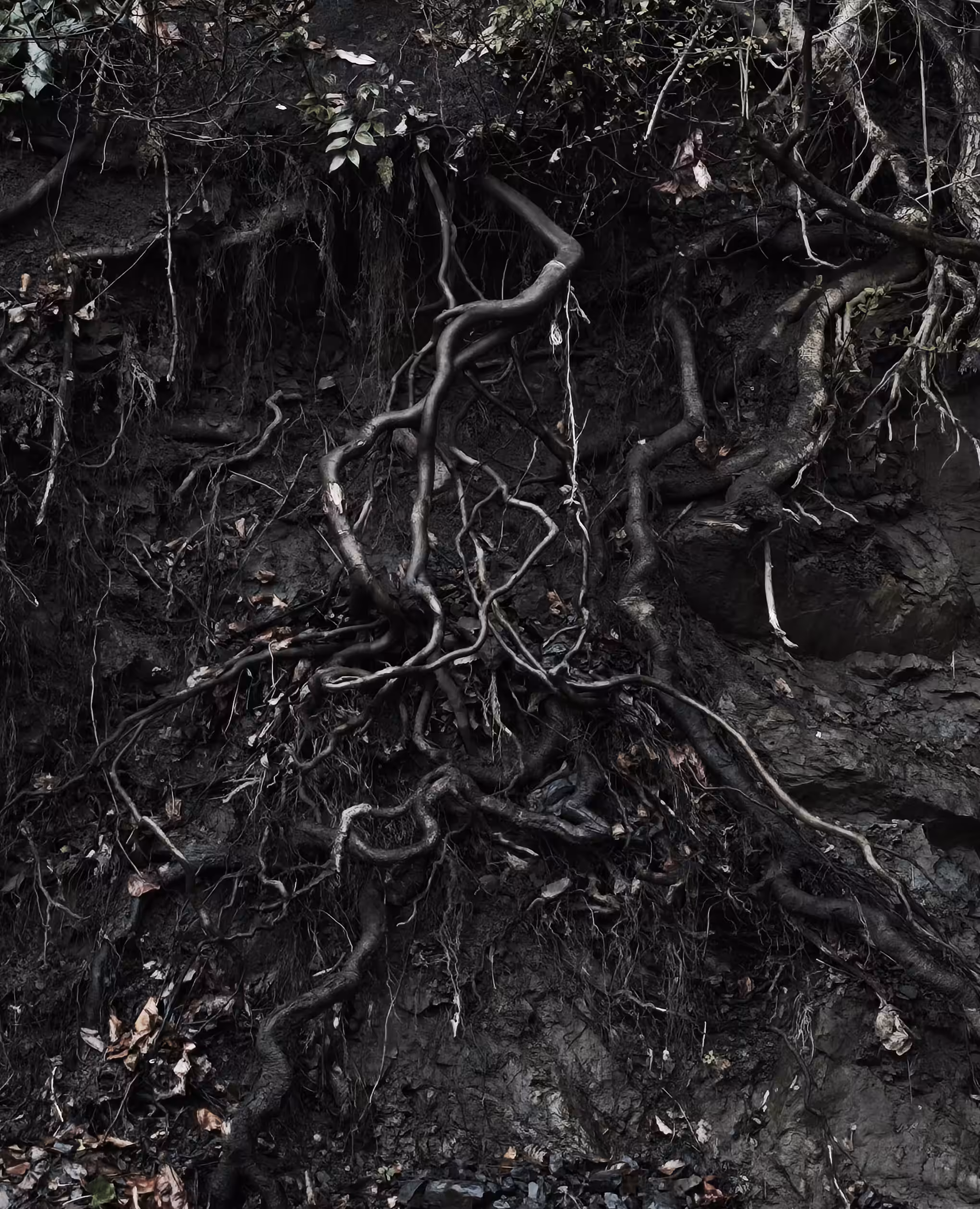 The Earth’s Veins