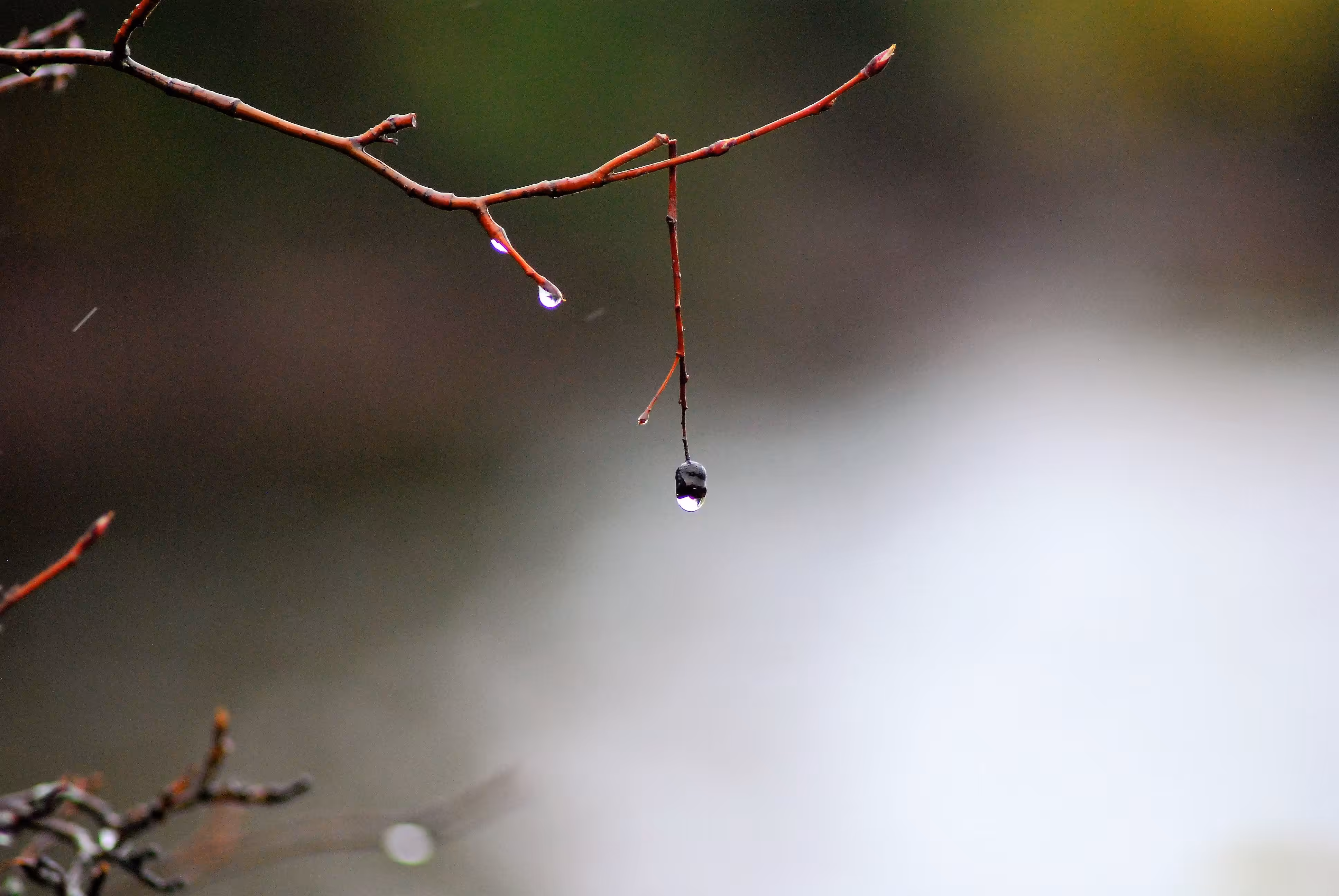 The Last Drop