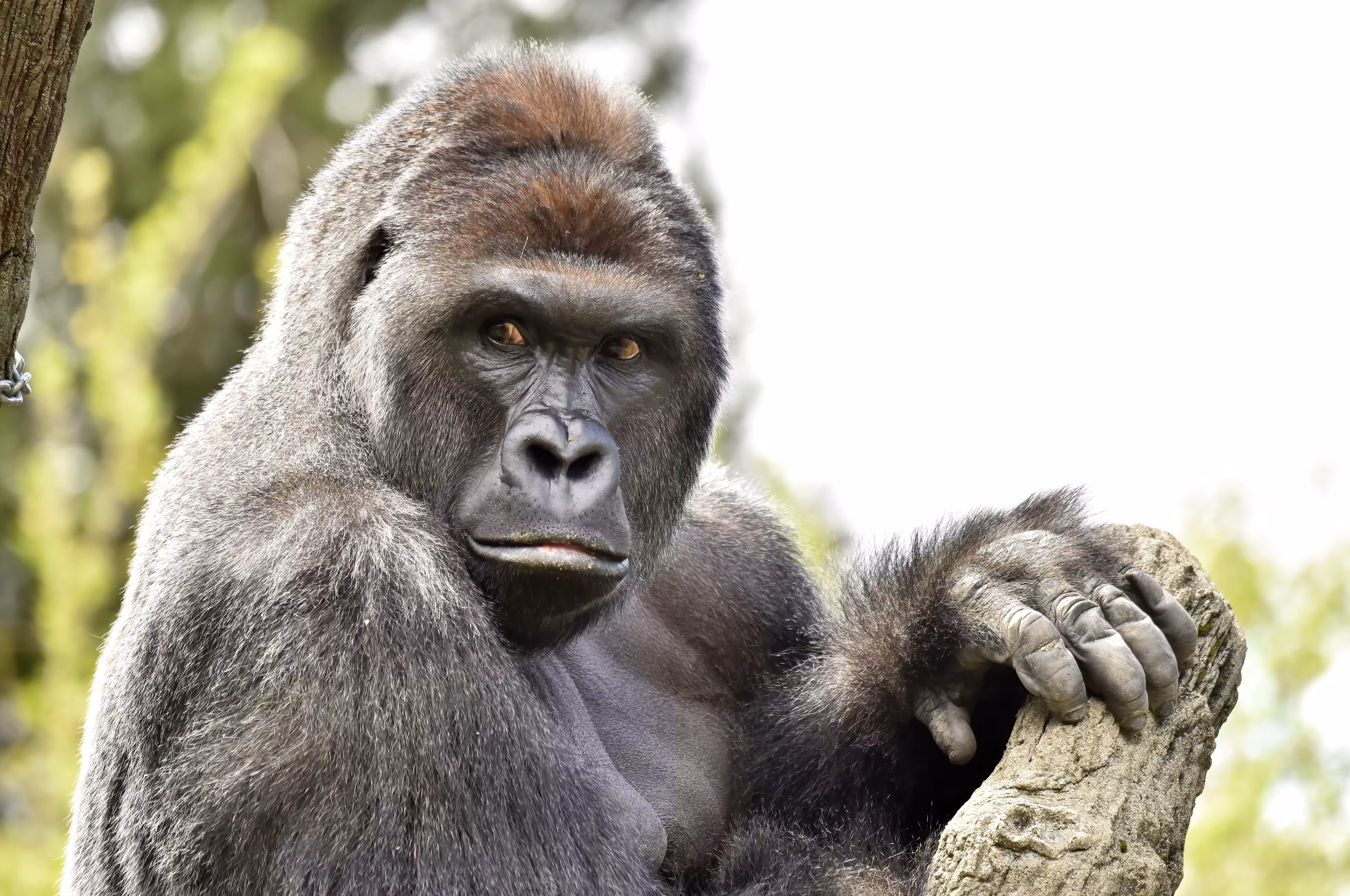 HARAMBE: LEGENDS #598
