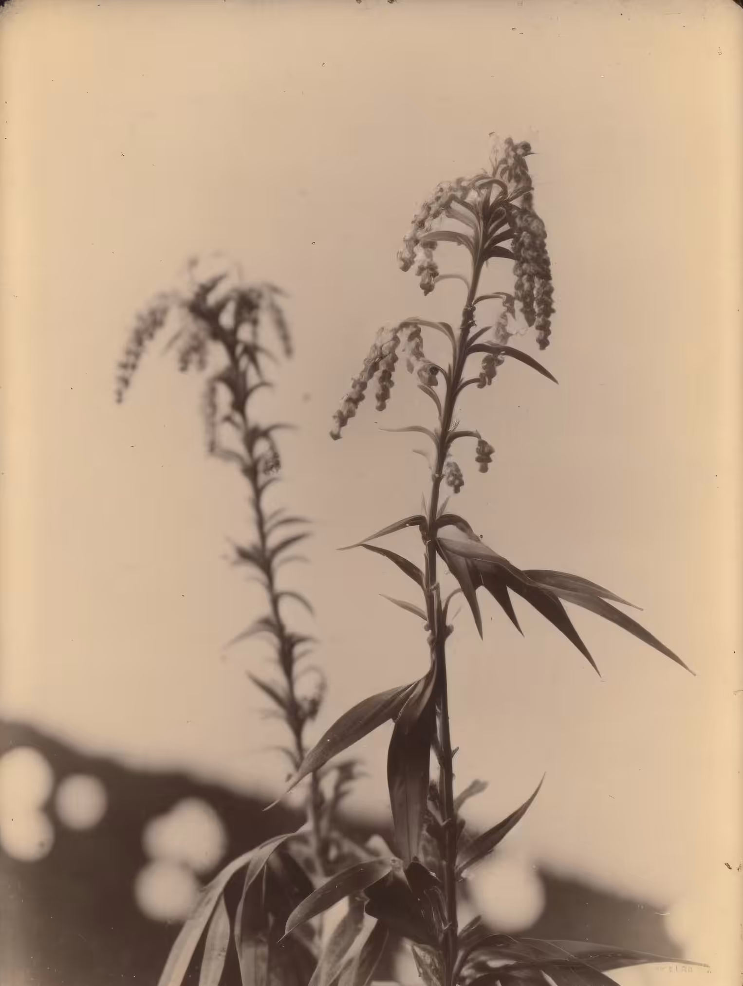 Canada Goldenrod, Albumen Print, 1901