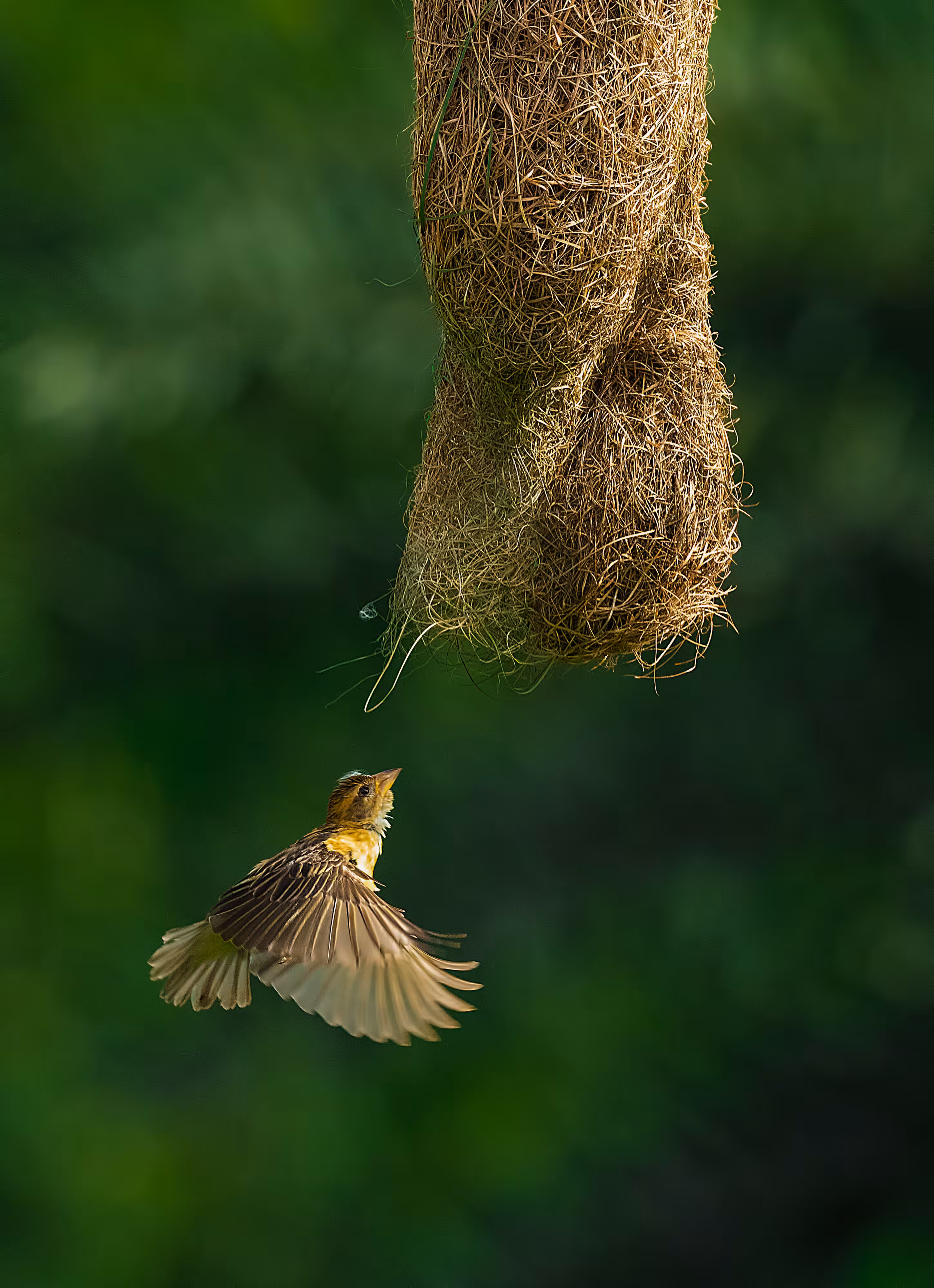 Baya Weaver 