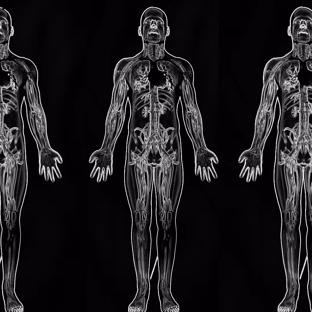 3:anatomy
