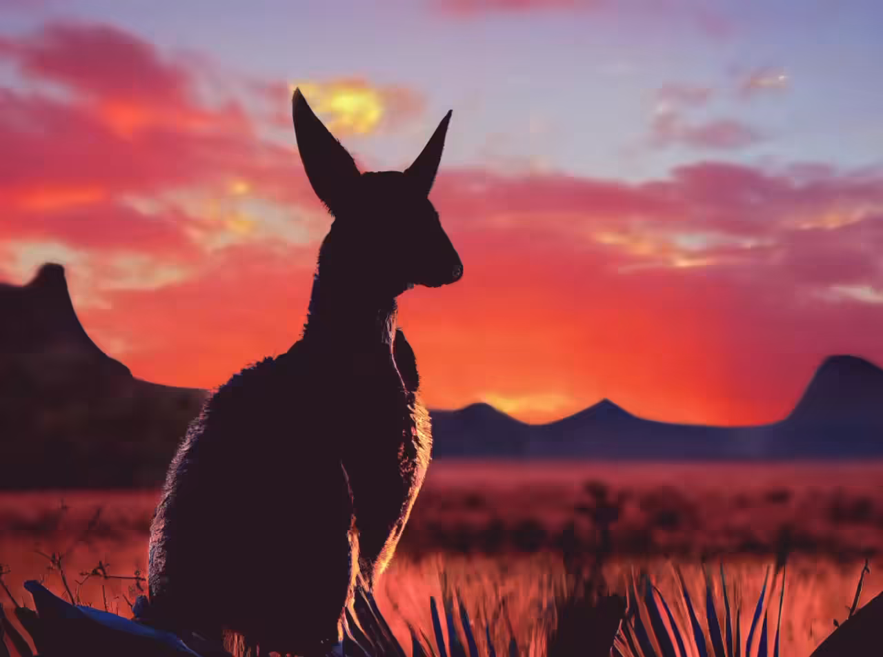 Sunset Kangaroo 