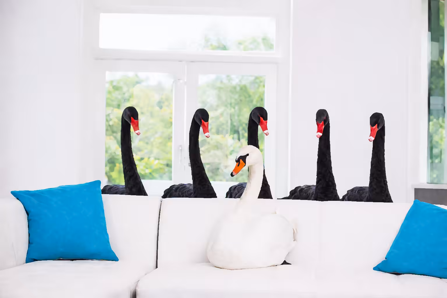 BLACK SWAN