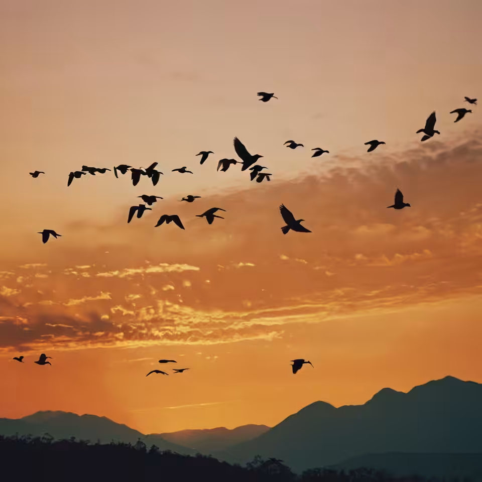 The last flight