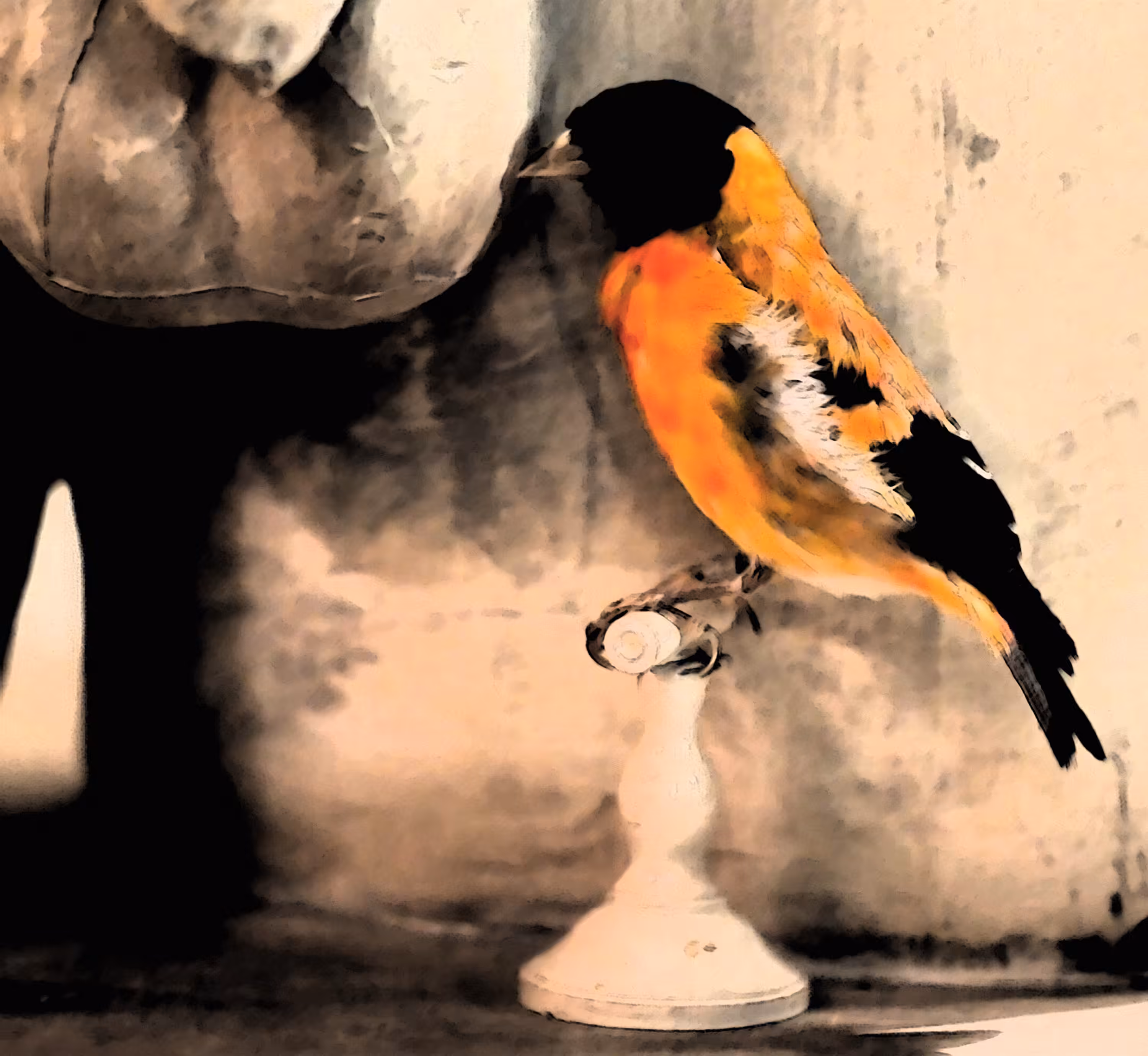 Our dreams are birds