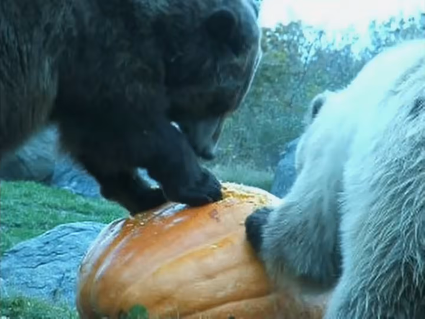Pumpkin Carving