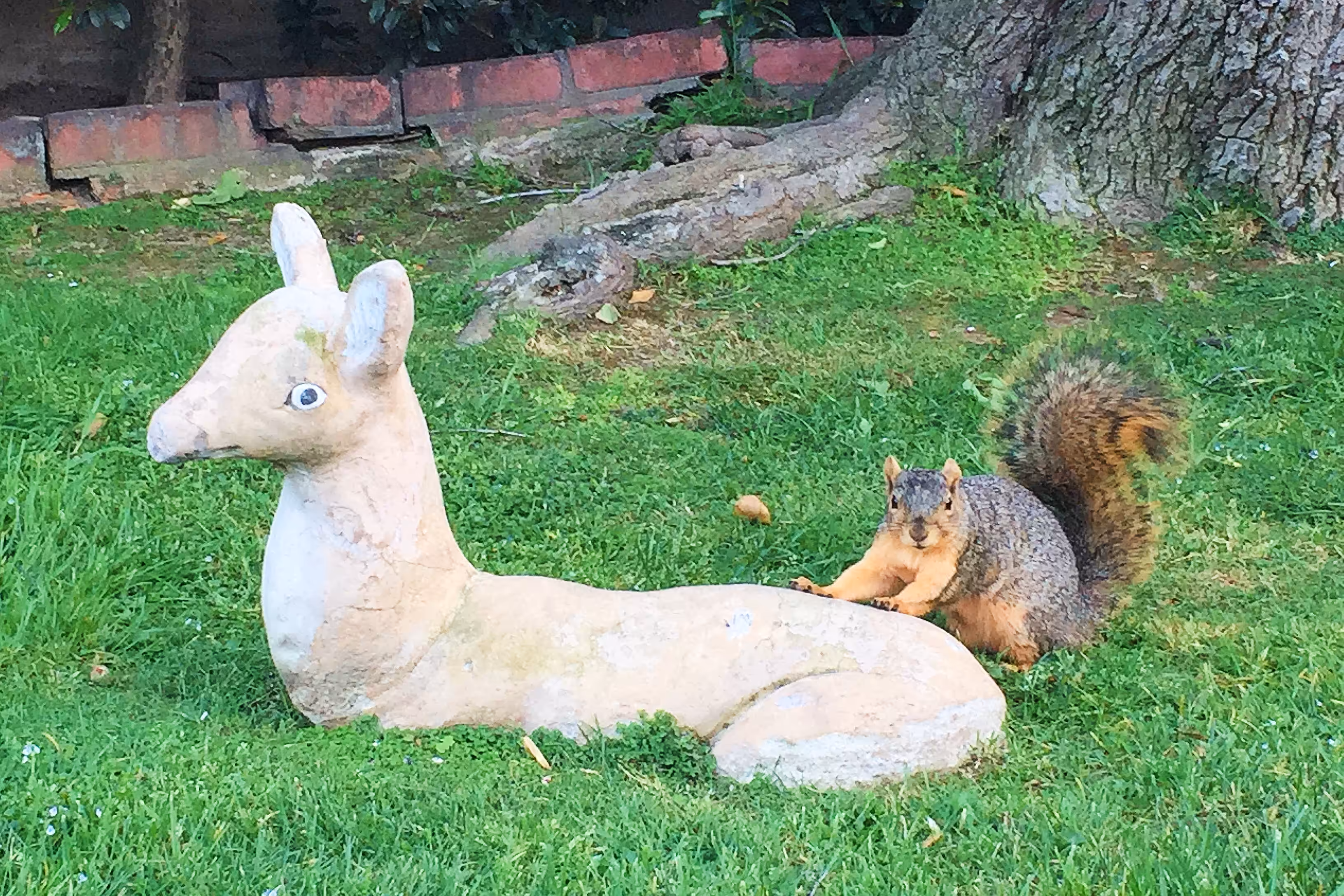 weird lawn deer staring contest